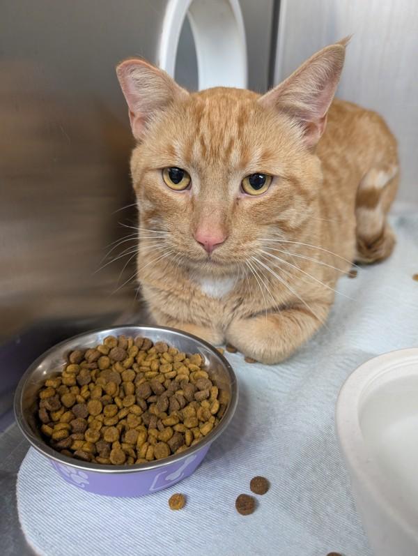Enlarge Natcho, a Adoptable mixed breed in Williams Lake, BC image 1/1