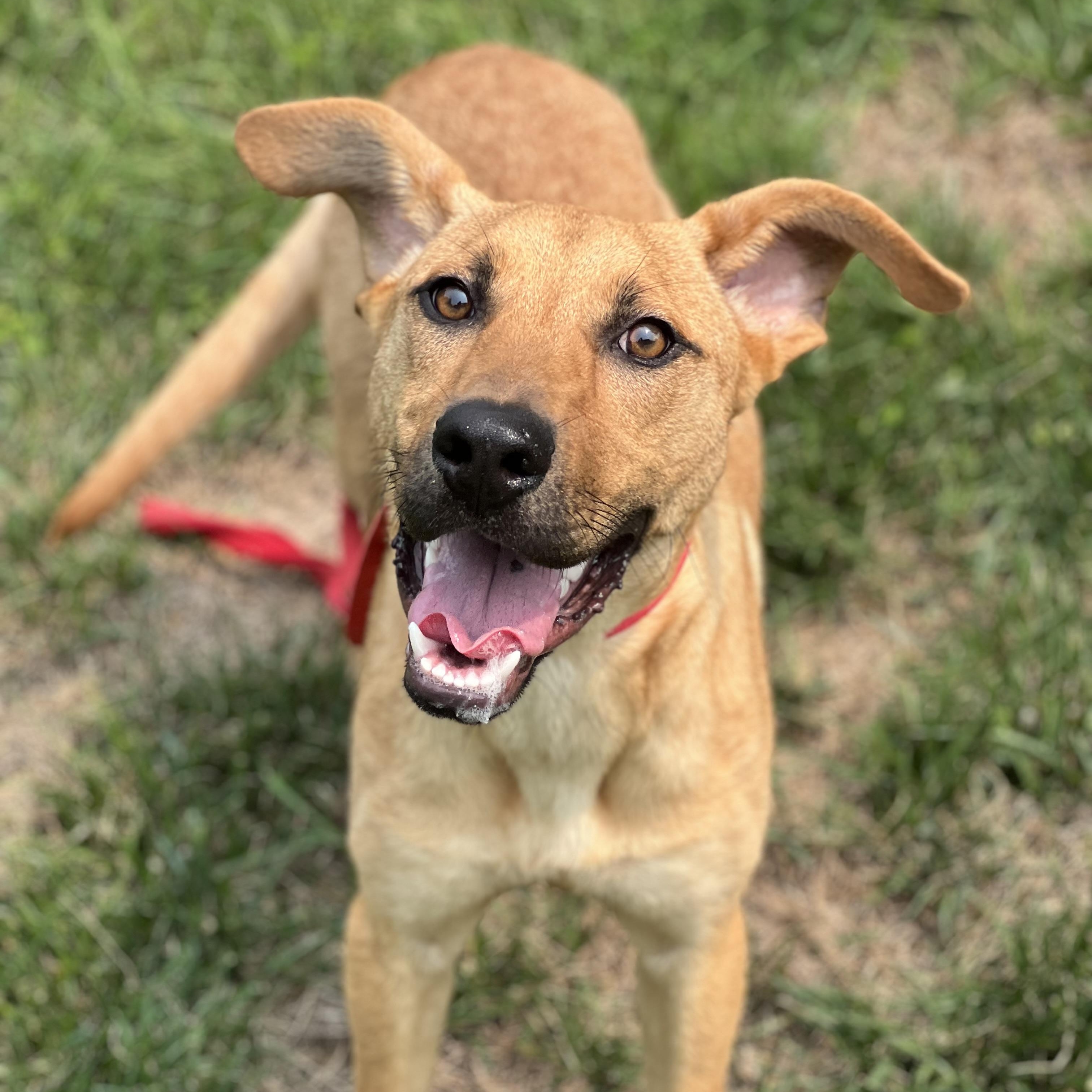 Enlarge Bunny, a Adoptable Mixed Breed in Hughesville, MD image 4/6