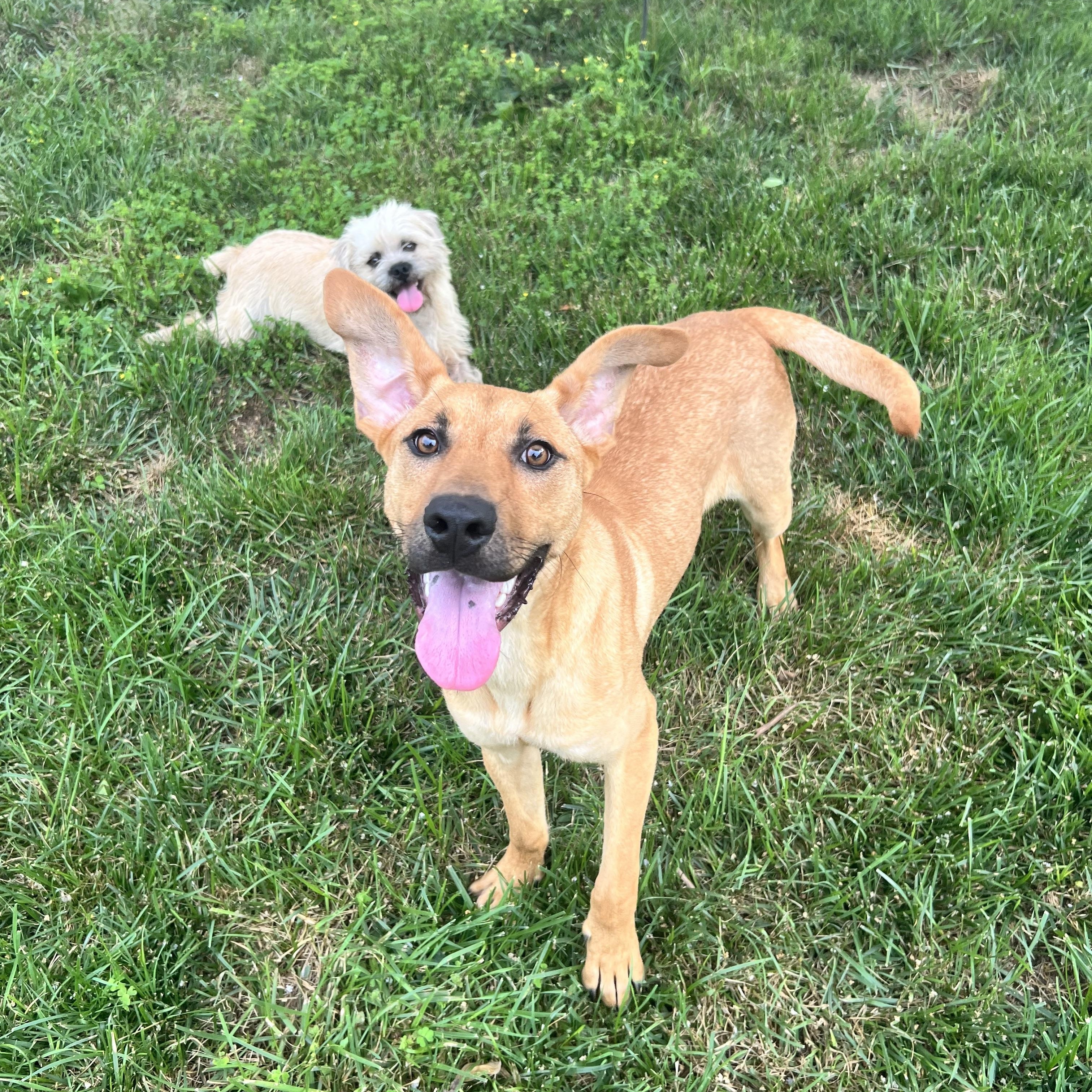 Enlarge Bunny, a Adoptable Mixed Breed in Hughesville, MD image 5/6