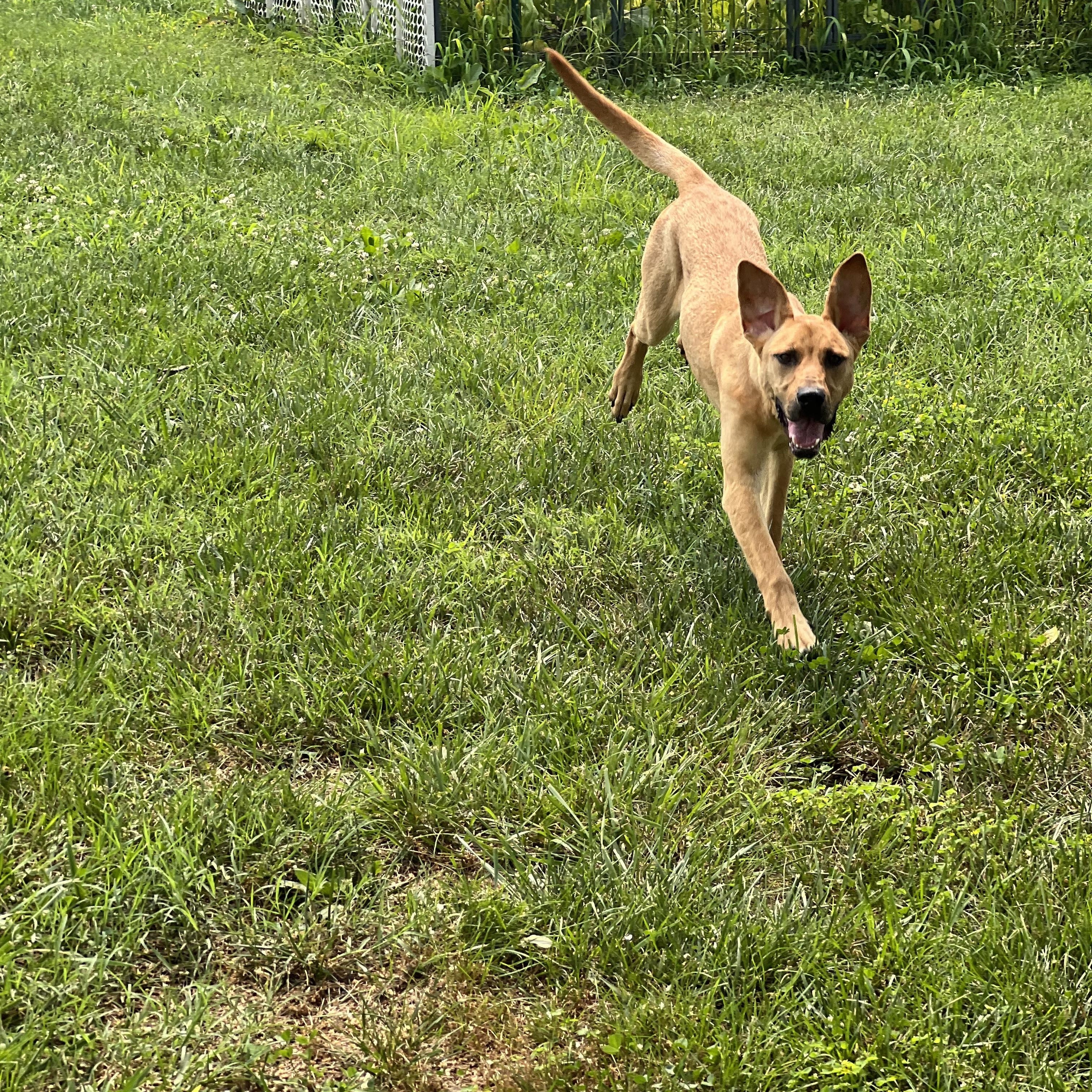 Enlarge Bunny, a Adoptable Mixed Breed in Hughesville, MD image 2/6