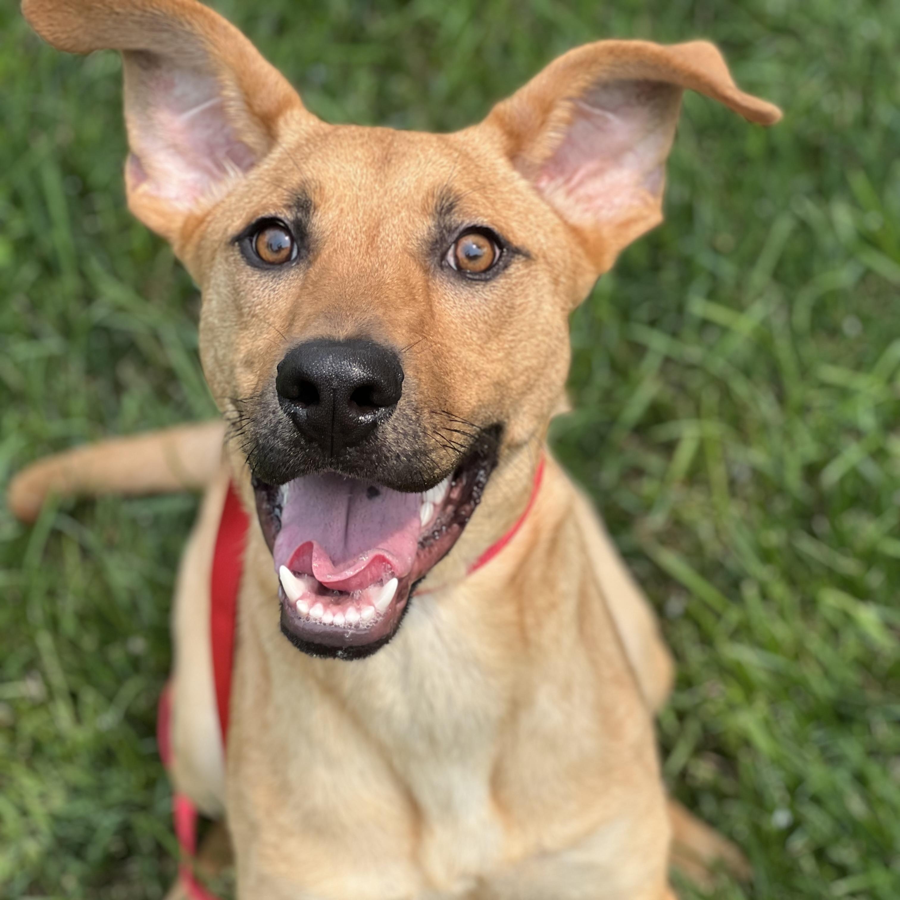 Bunny, Adoptable, Young Female Mixed Breed.