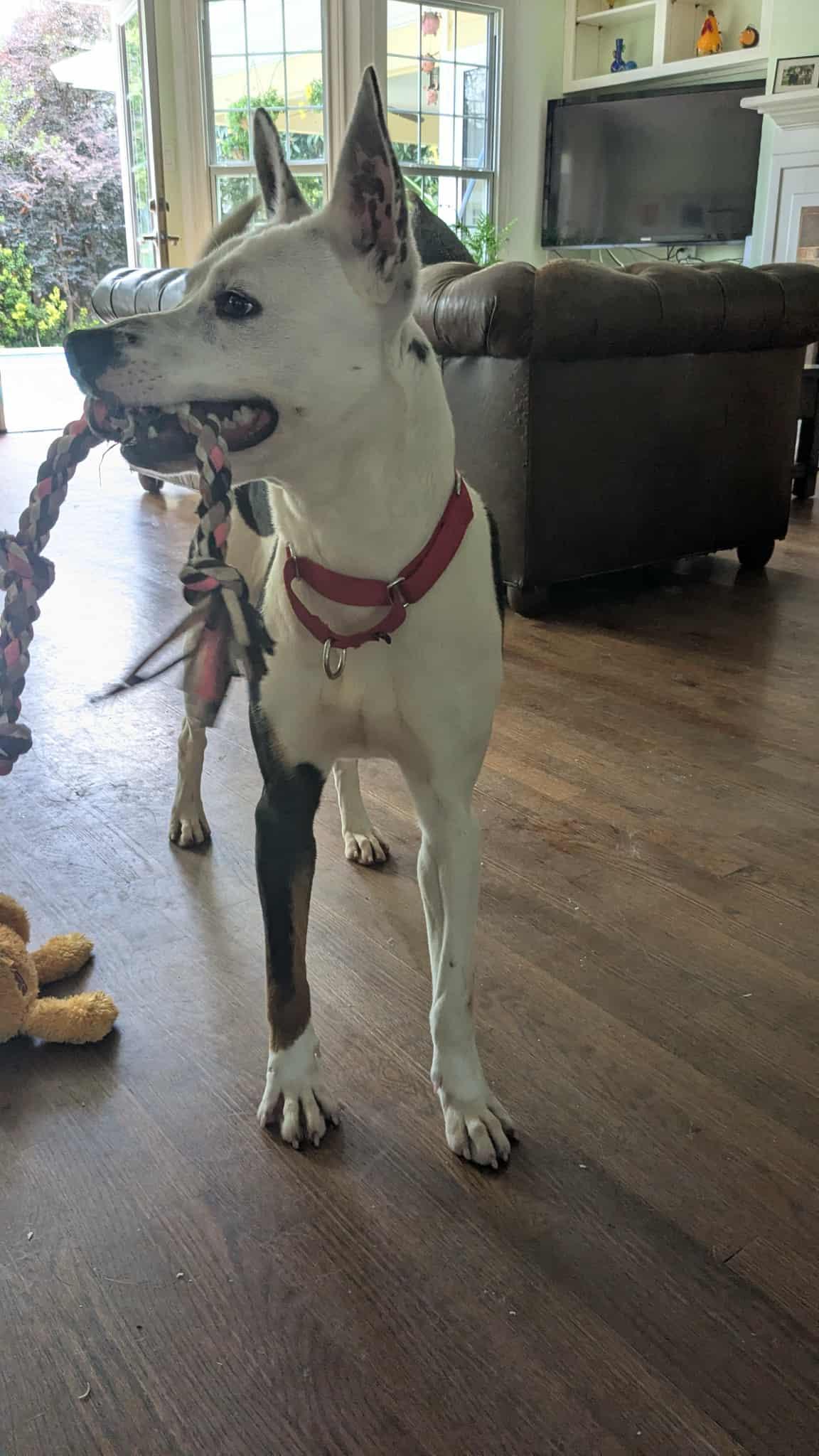 Pongo : the best pup ever — thumbnail 3