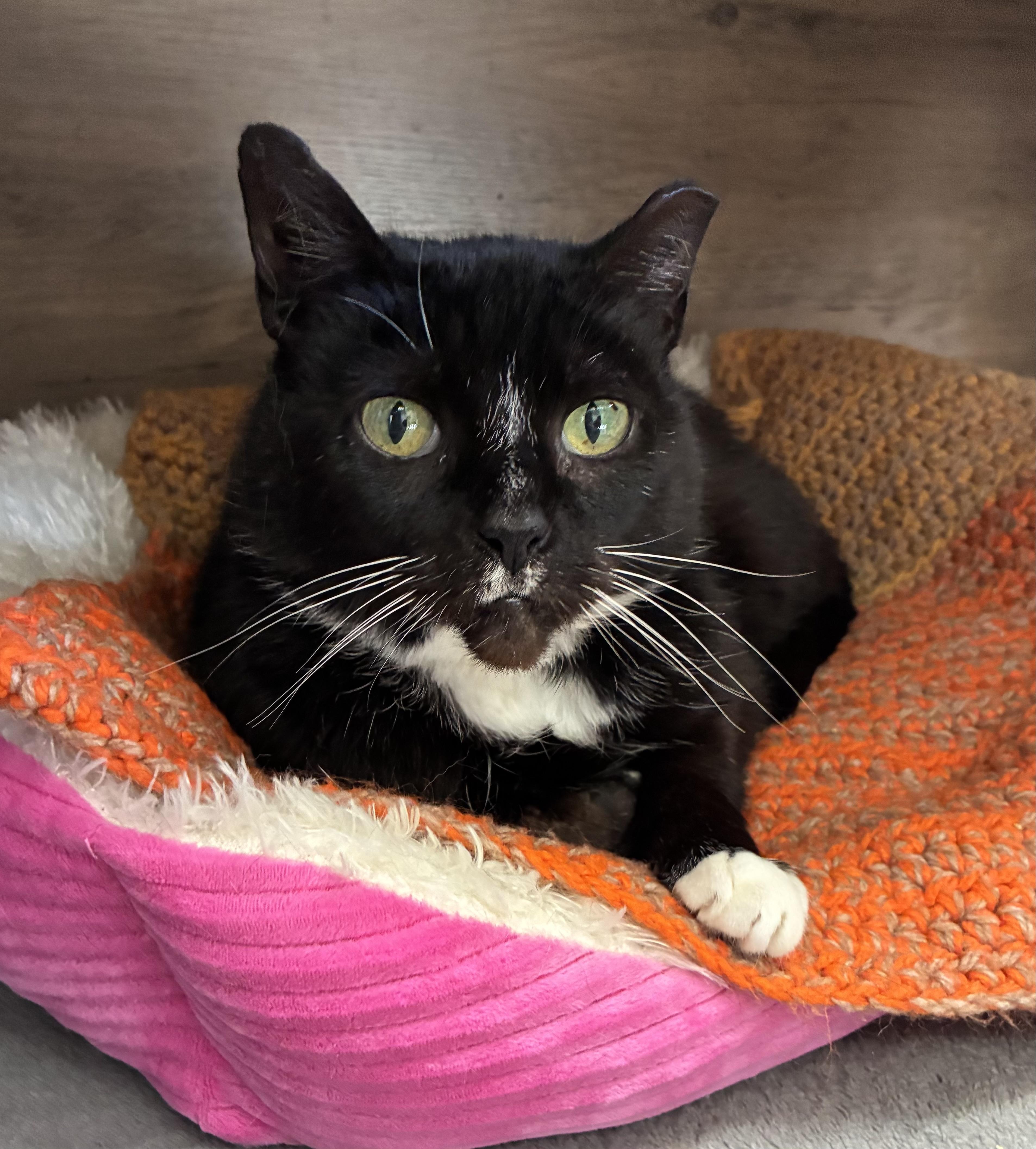 Enlarge Pyrex  (FIV+), a Adoptable Domestic Short Hair in Breinigsville, PA image 2/3