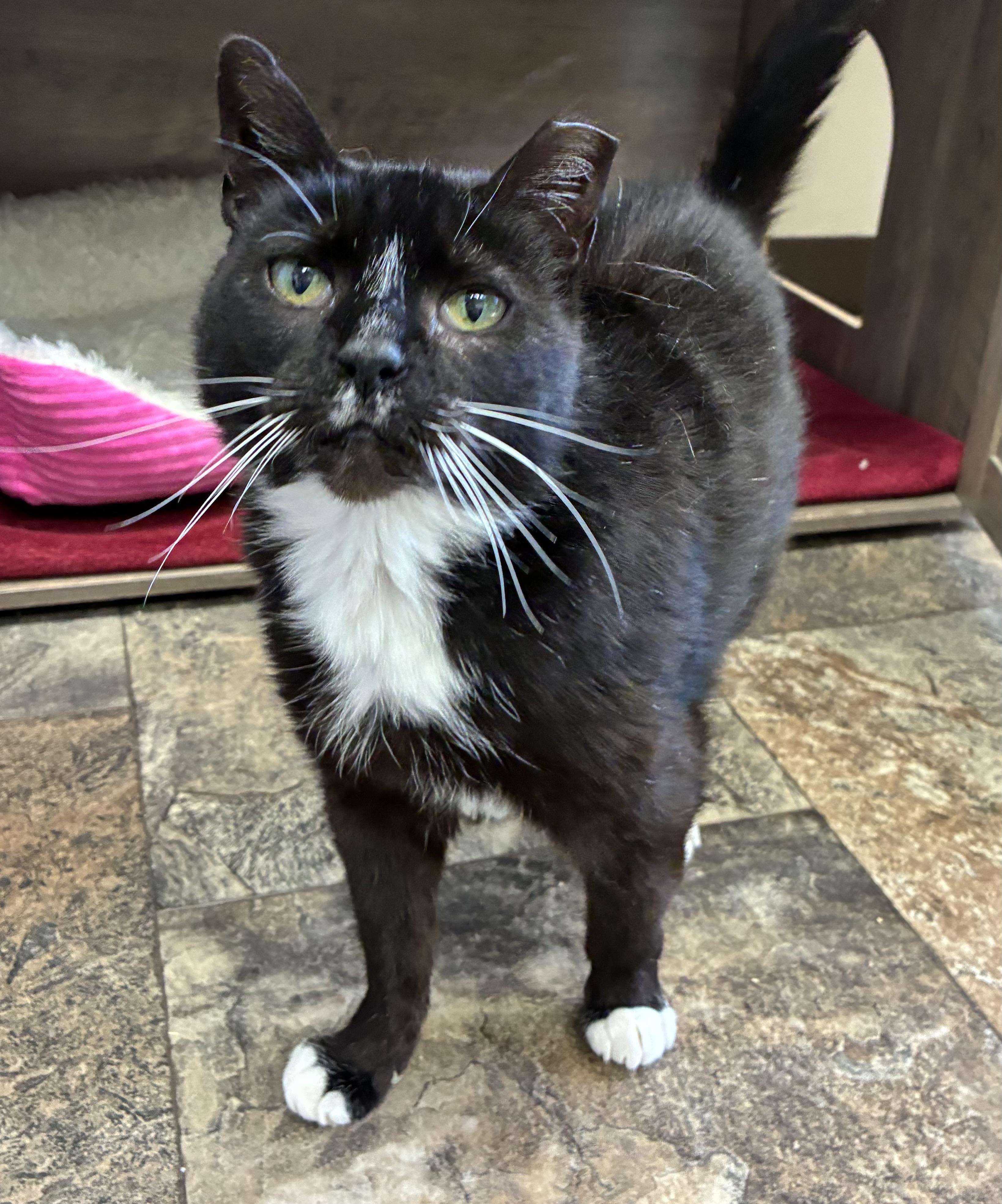 Pyrex  (FIV+), Adoptable, Adult Female Domestic Short Hair.