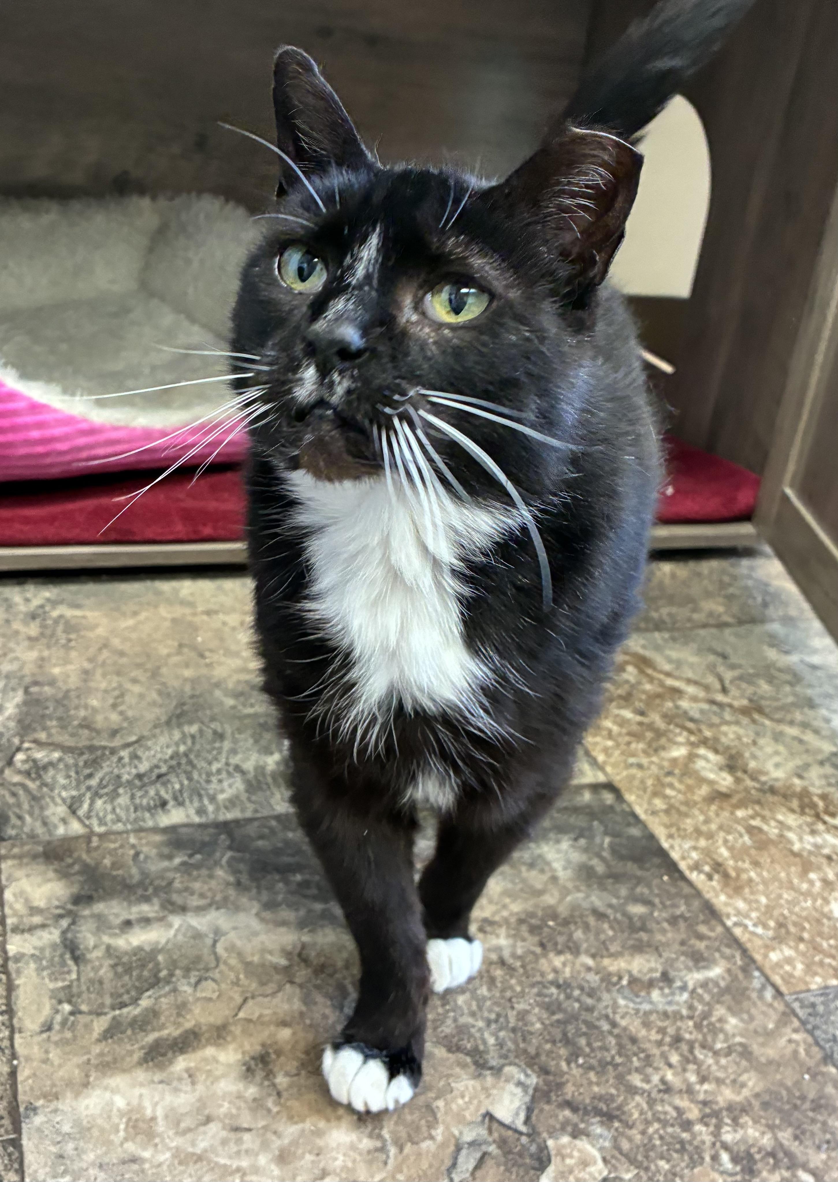 Enlarge Pyrex  (FIV+), a Adoptable Domestic Short Hair in Breinigsville, PA image 3/3