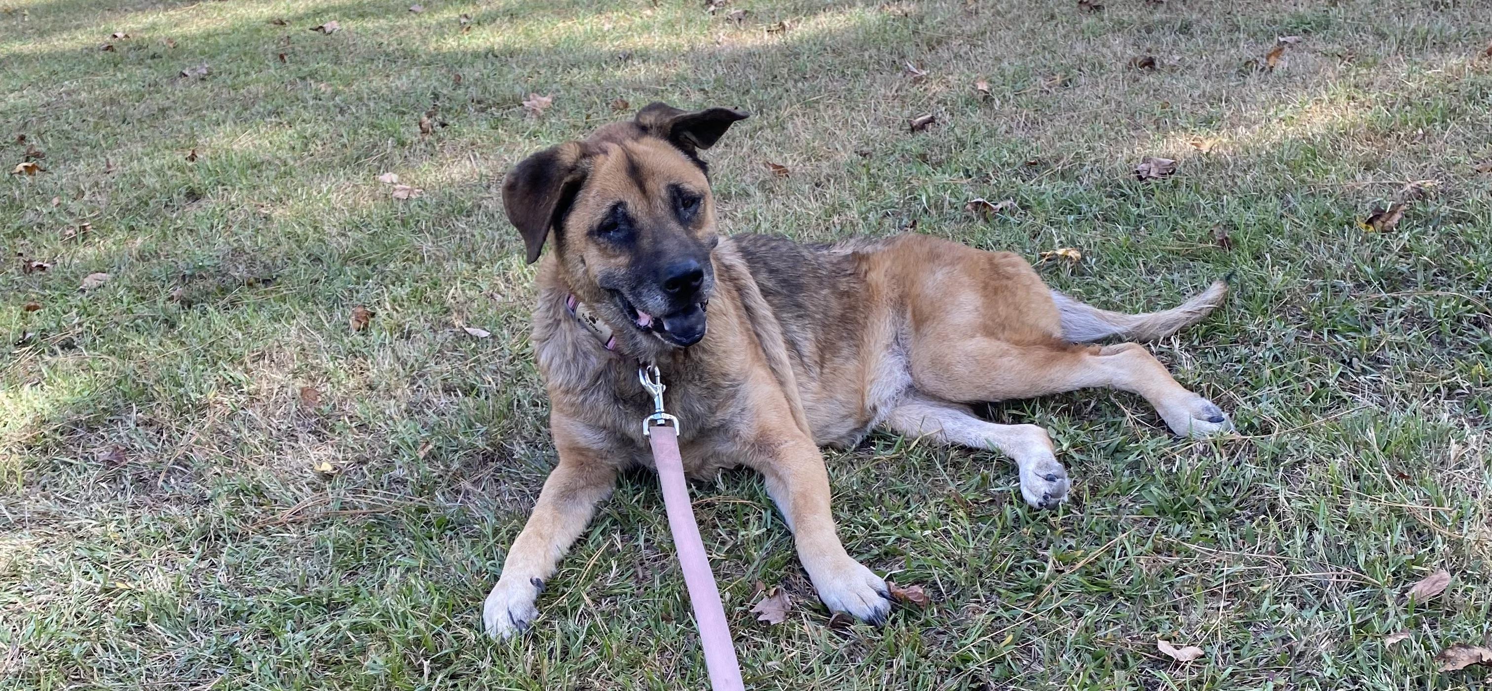Opal, a Adoptable mixed breed in Magnolia, TX image 3/5