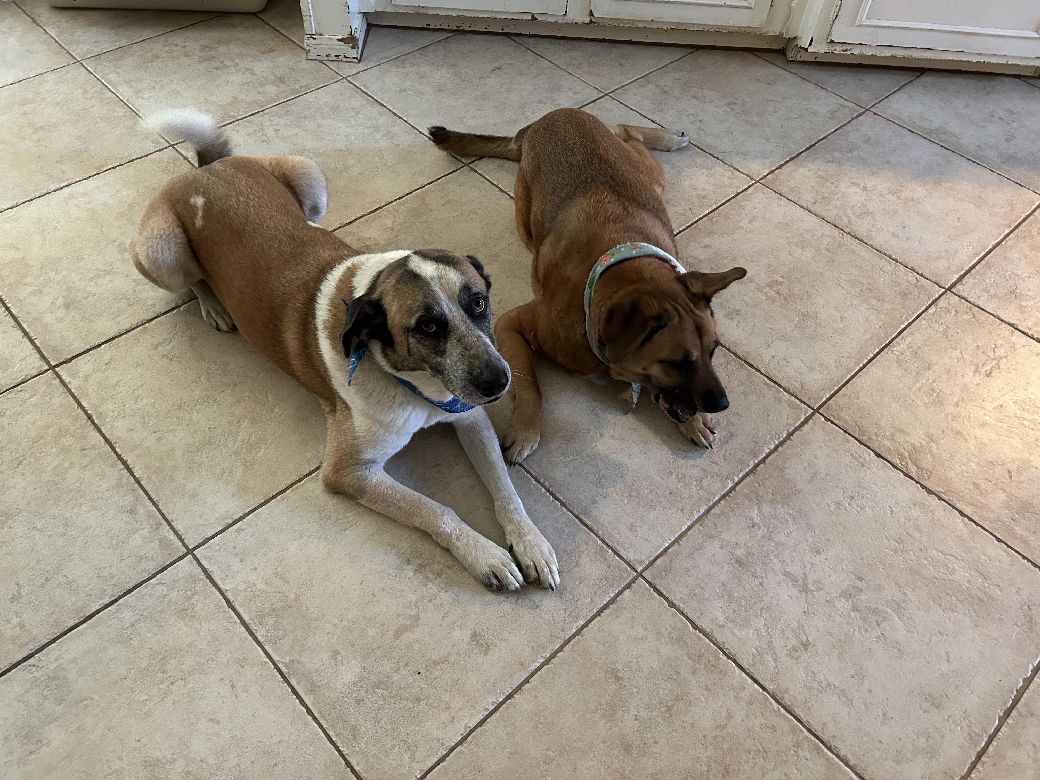 Enlarge Opal, a Adoptable mixed breed in Magnolia, TX image 6/6