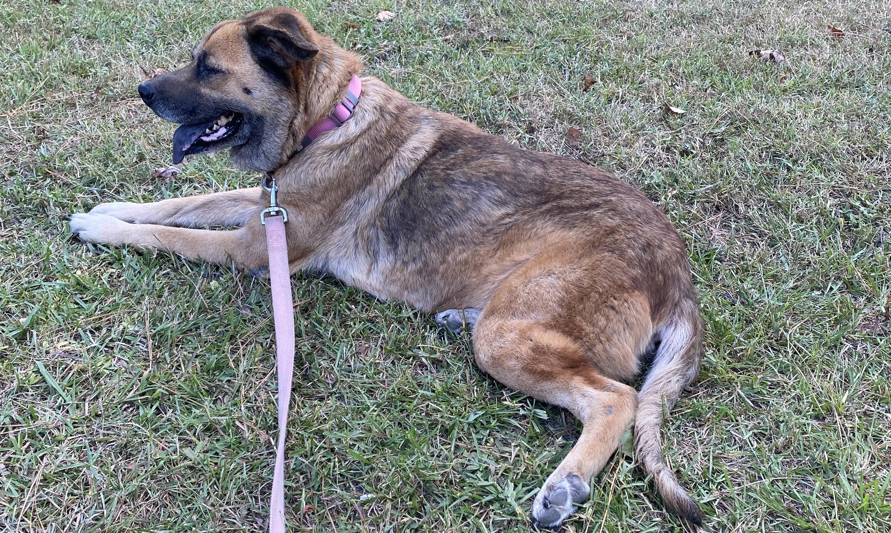 Opal, a Adoptable mixed breed in Magnolia, TX image 2/5