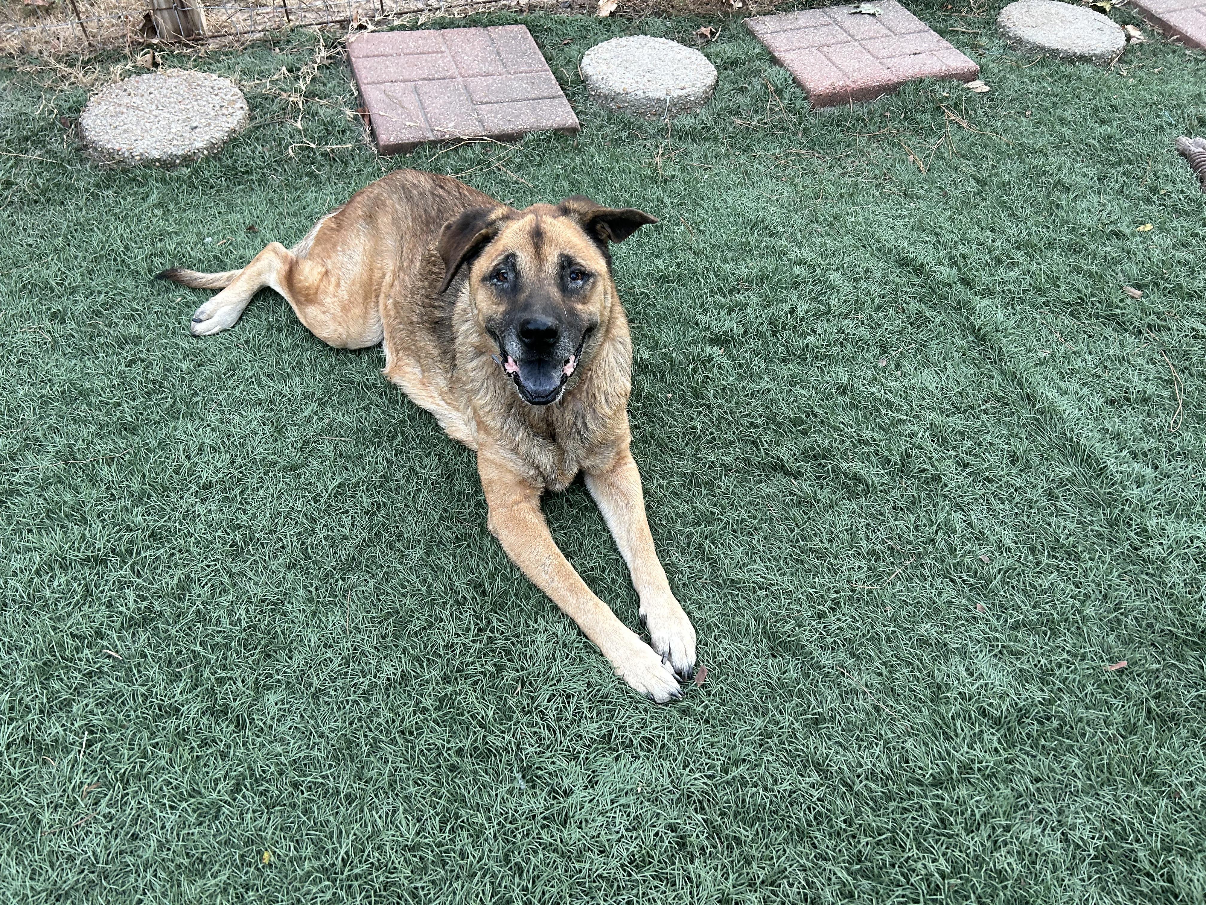 Opal, a Adoptable mixed breed in Magnolia, TX image 1/5