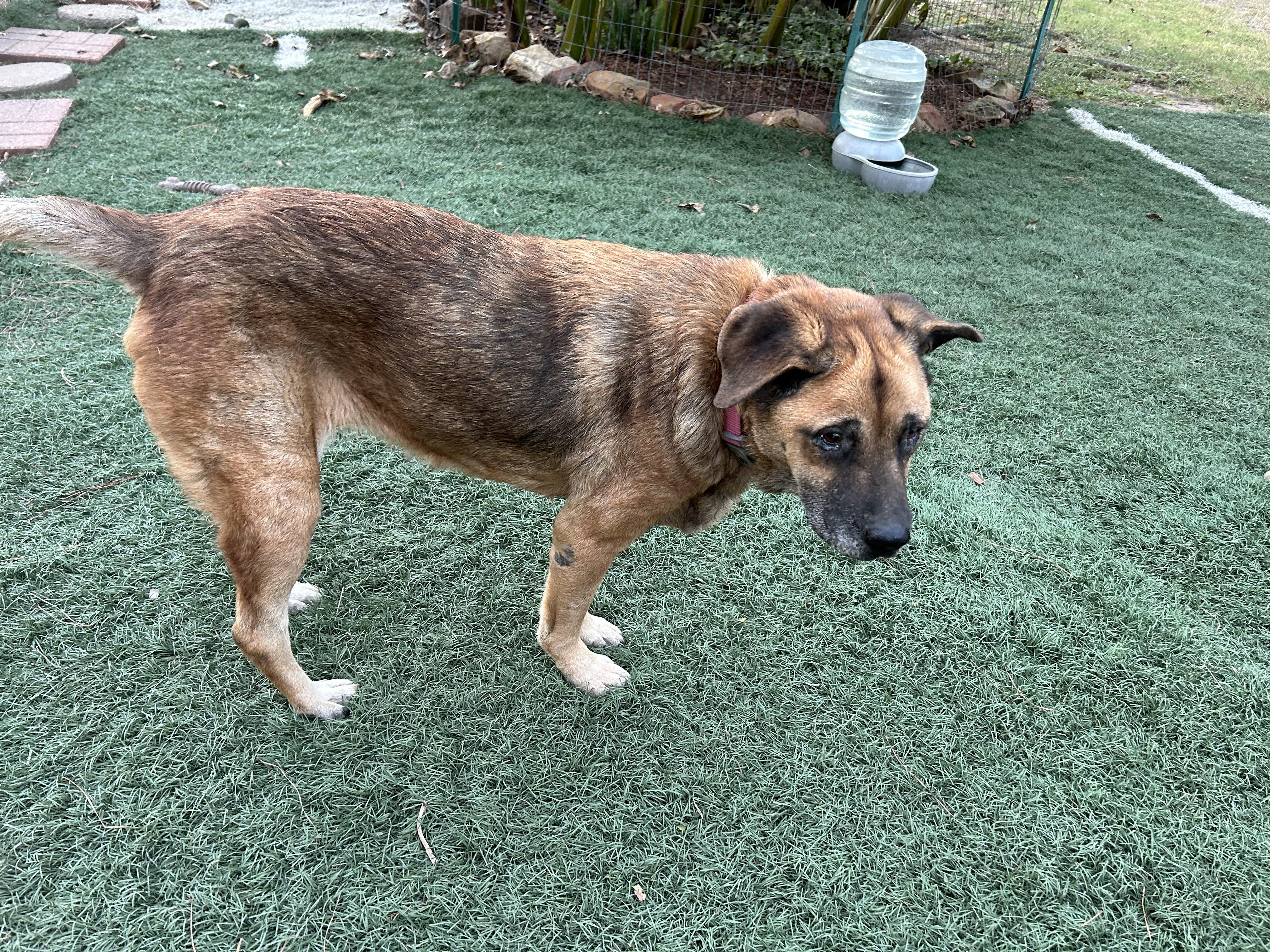 Opal, a Adoptable mixed breed in Magnolia, TX image 5/5