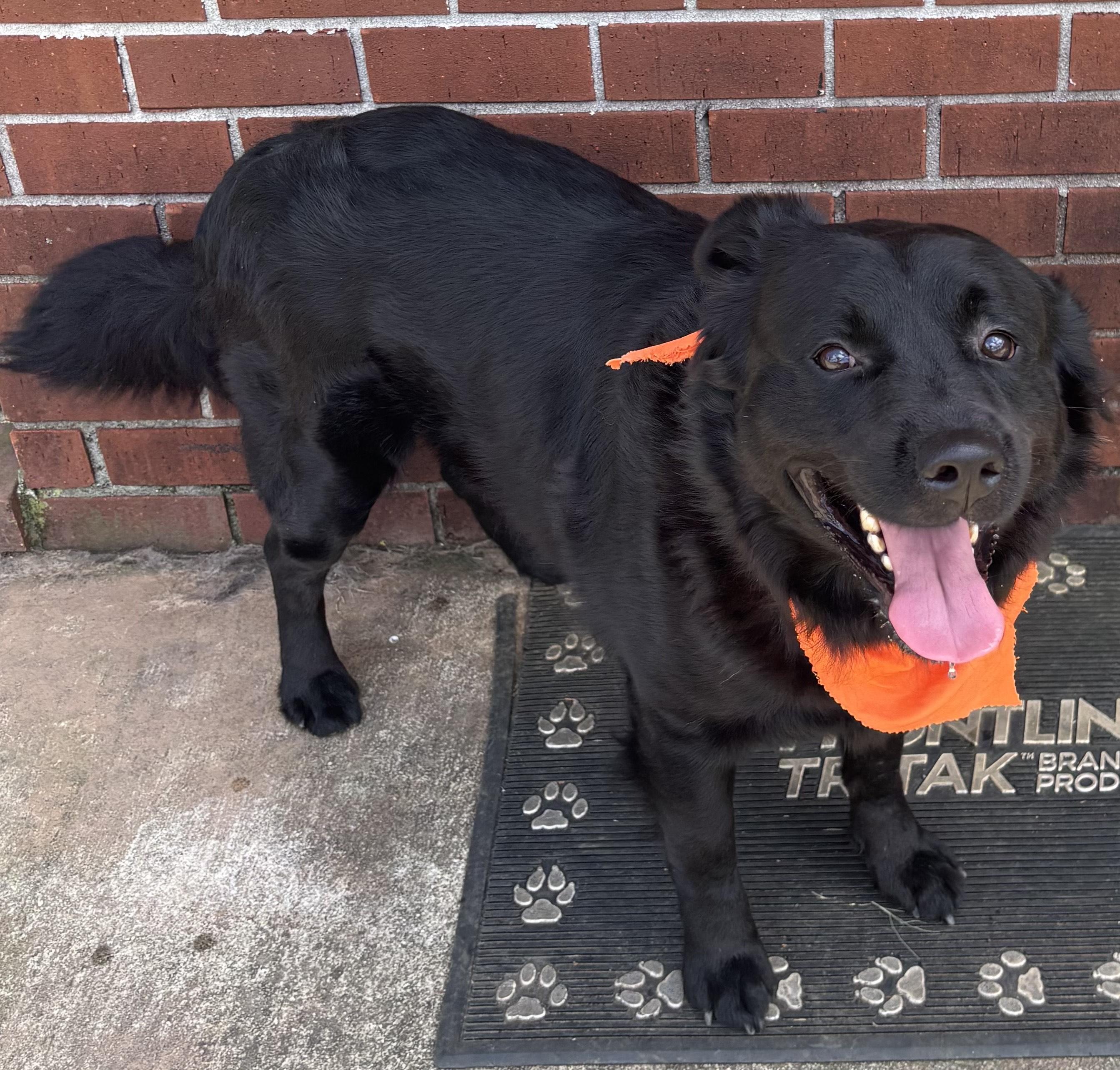 Cheech, adoptable, Young Male Flat-Coated Retriever.