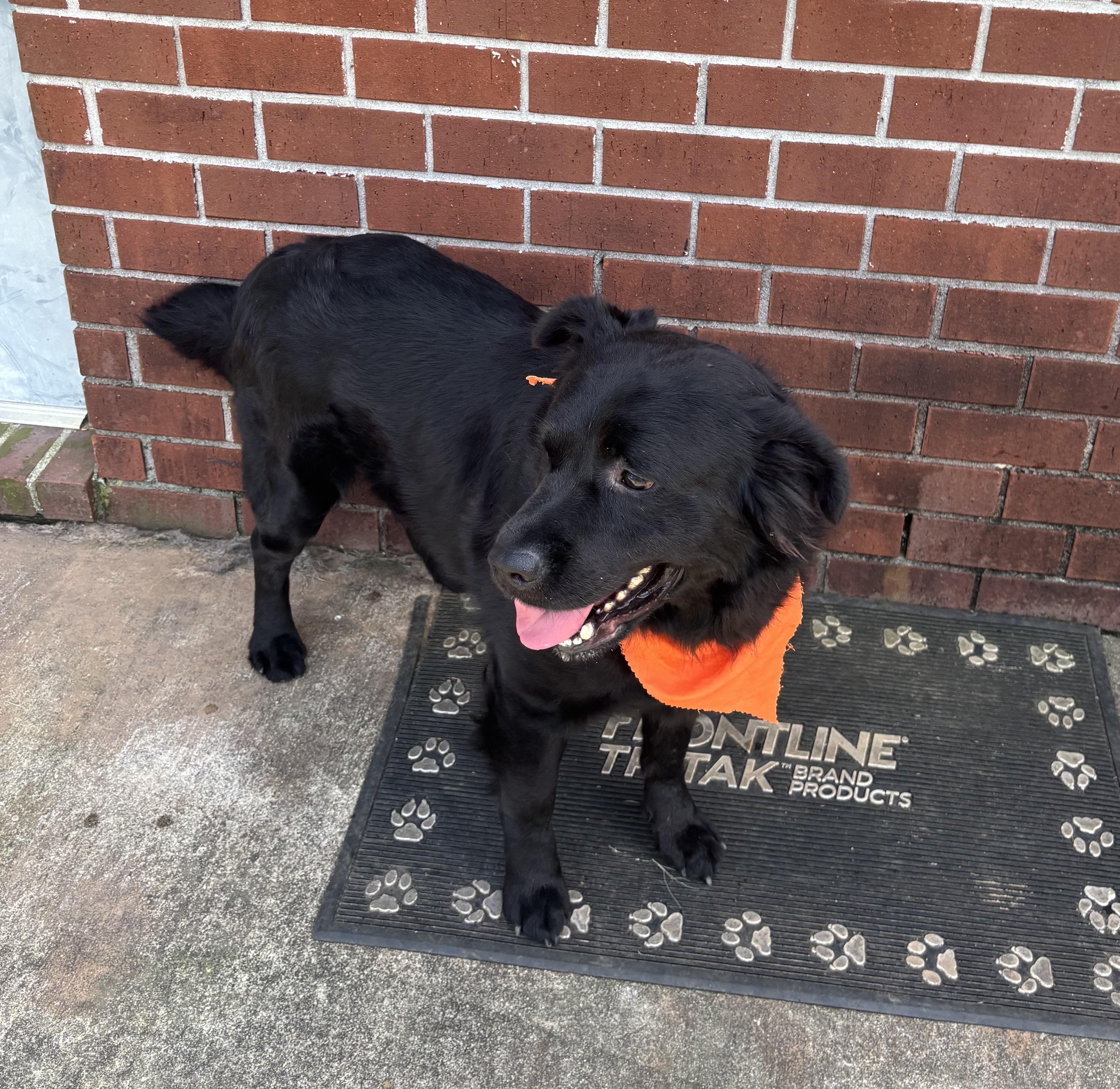 Enlarge Cheech, an adoptable mixed breed in New Canaan, CT image 3/5