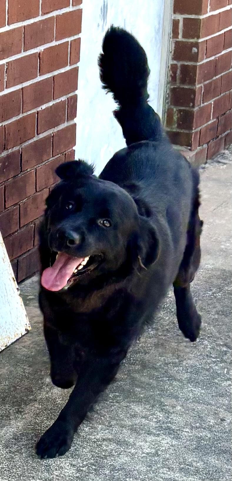 Enlarge Cheech, an adoptable mixed breed in New Canaan, CT image 2/5