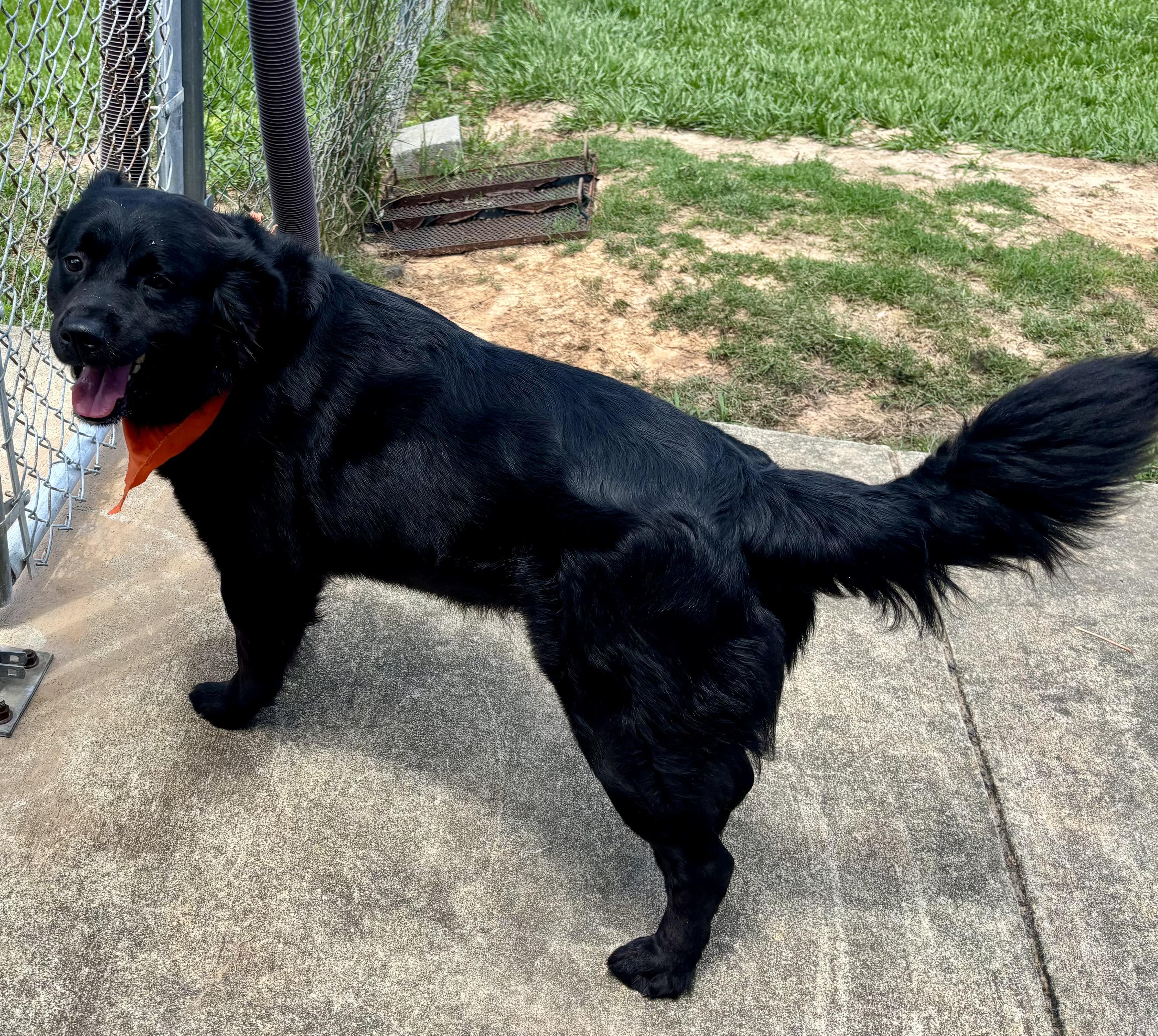 Enlarge Cheech, an adoptable mixed breed in New Canaan, CT image 4/5