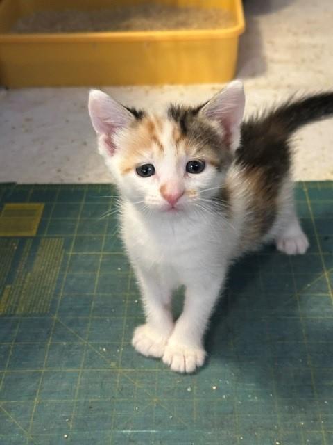 Enlarge Maserati, a Adoptable Domestic Short Hair in Mesa, AZ image 4/5
