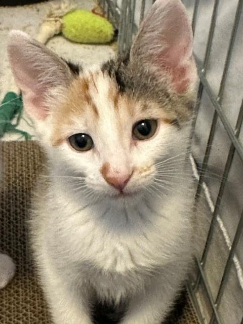 Enlarge Maserati, a Adoptable Domestic Short Hair in Mesa, AZ image 2/5