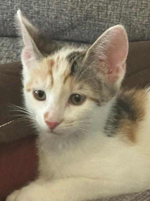 Enlarge Maserati, a Adoptable Domestic Short Hair in Mesa, AZ image 3/5