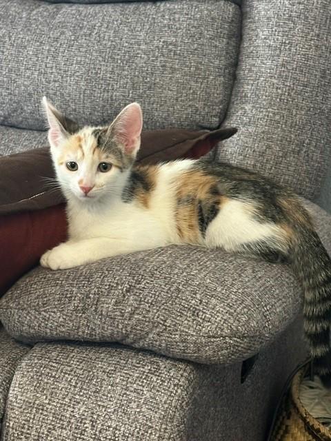 Enlarge Maserati, a Adoptable Domestic Short Hair in Mesa, AZ image 1/5