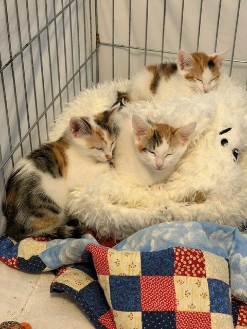 Enlarge Maserati, a Adoptable Domestic Short Hair in Mesa, AZ image 5/5