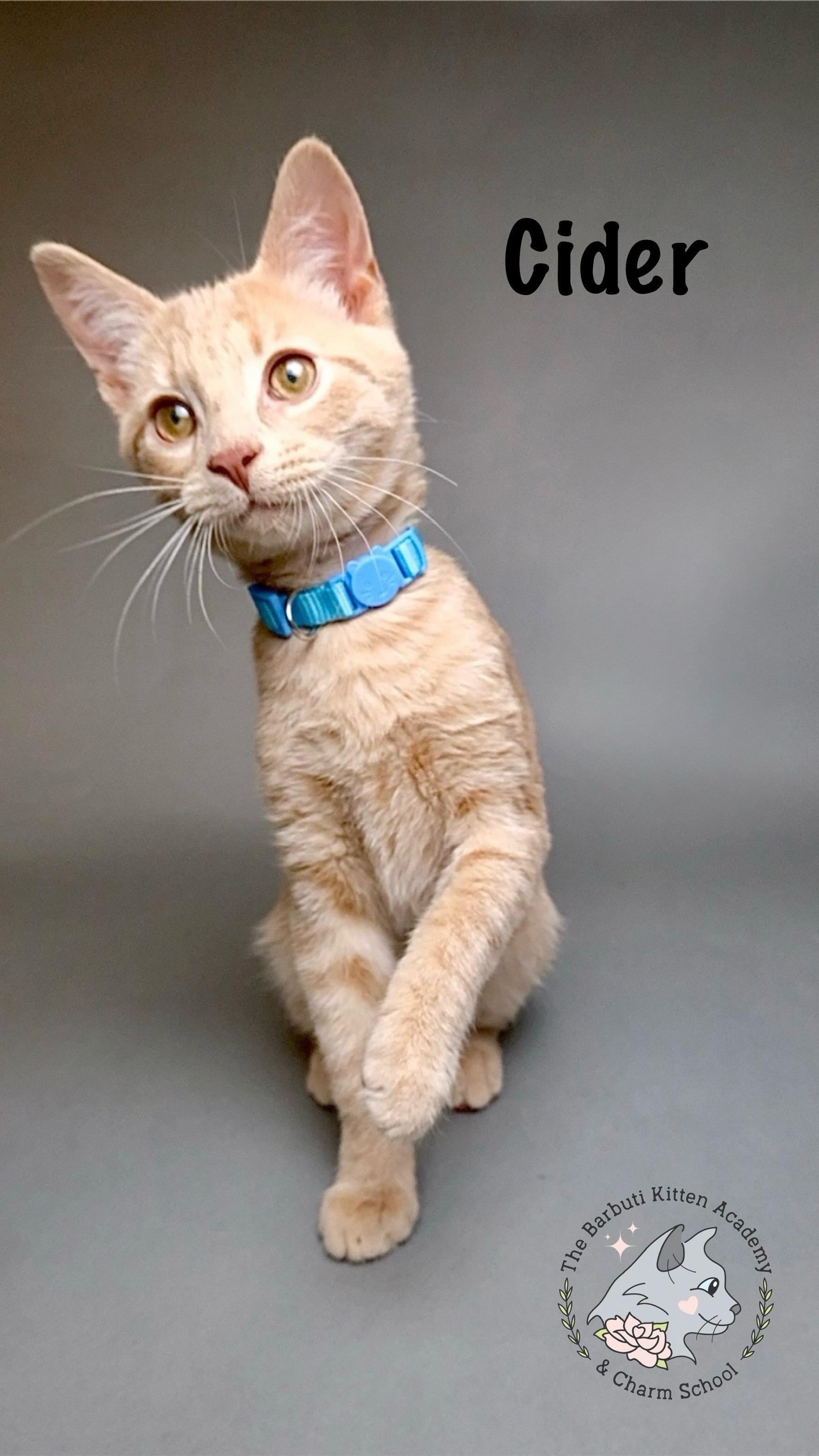 Enlarge Cider, an adopted Domestic Short Hair in Avoca, PA image 1/1