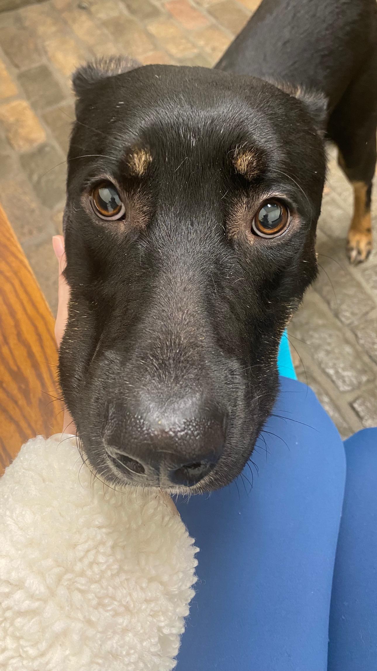 Levi, adopted, Young Male Doberman Pinscher.