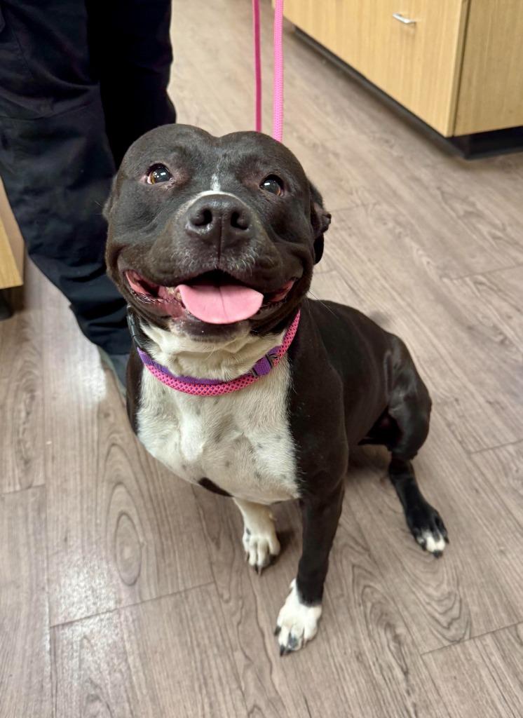 Shadow, Adoptable, Adult Female American Staffordshire Terrier & Mixed Breed.