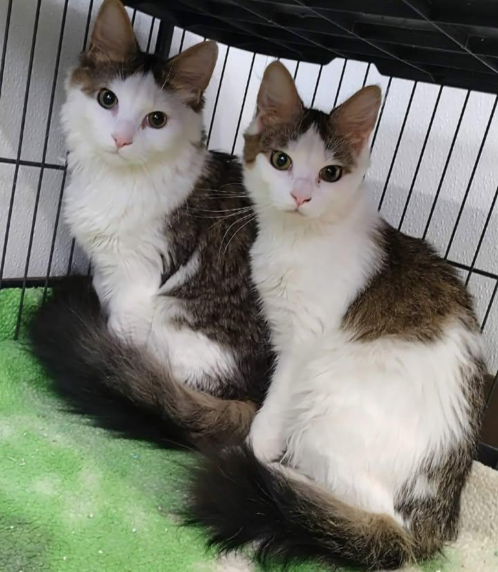 Enlarge Bruno, a ADOPTABLE Domestic Medium Hair in Winthrop, ME image 2/2