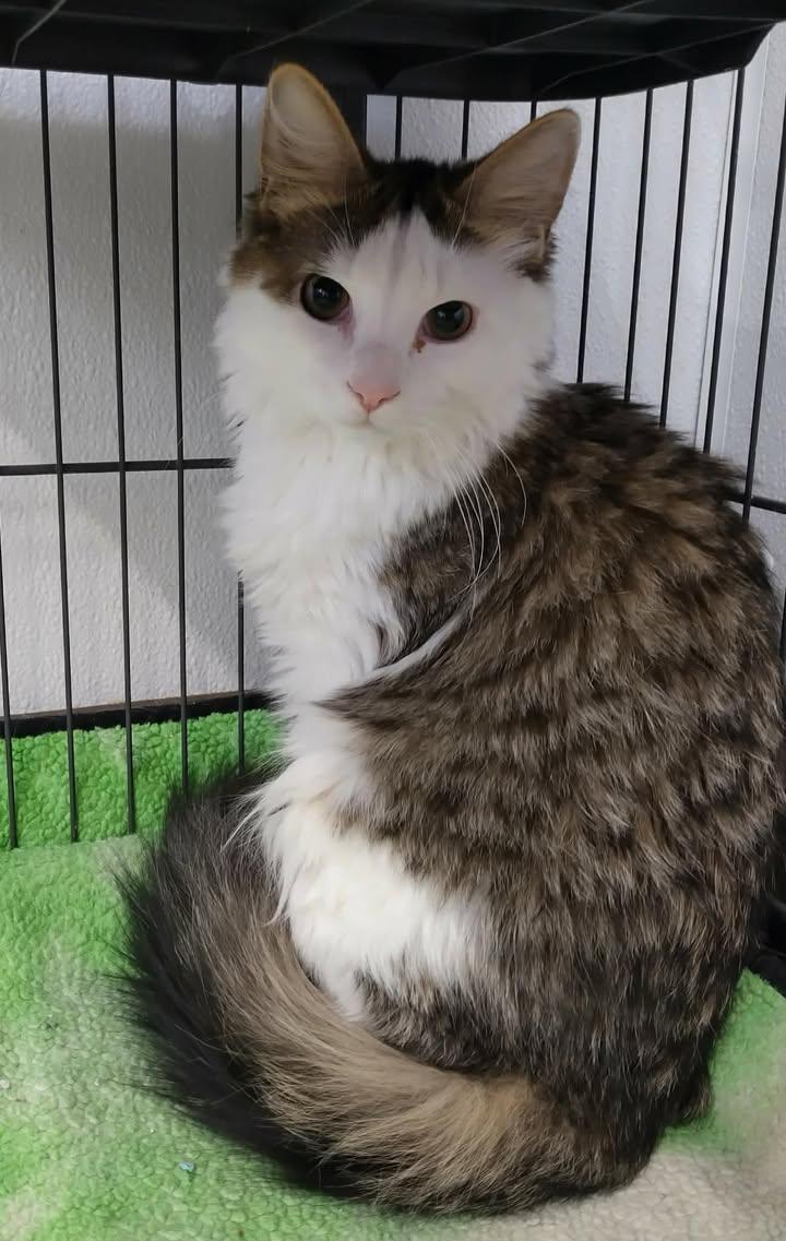 Bruno, ADOPTABLE, Young Male Domestic Medium Hair.