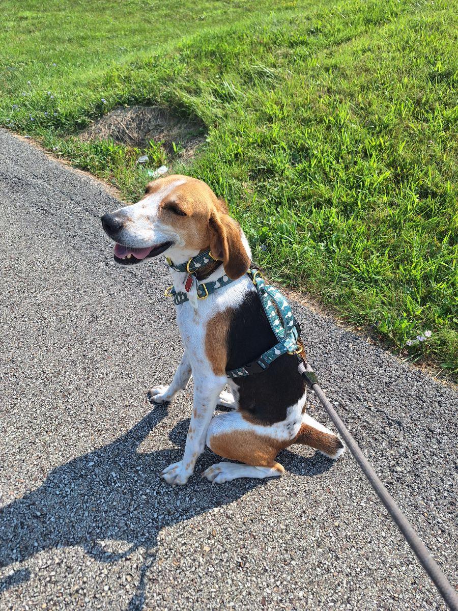 Enlarge All Olive Needs Is Someone to Choose Her, a Adoptable mixed breed in Burlington, VT image 3/6