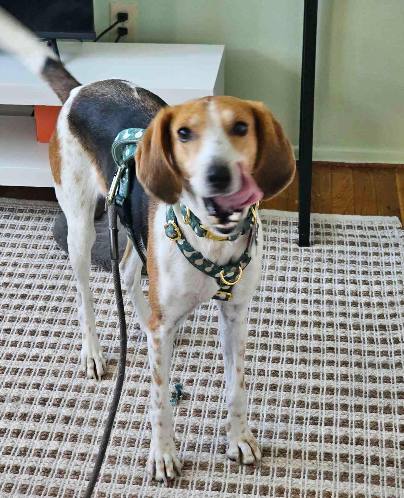 Enlarge All Olive Needs Is Someone to Choose Her, a Adoptable mixed breed in Burlington, VT image 5/6