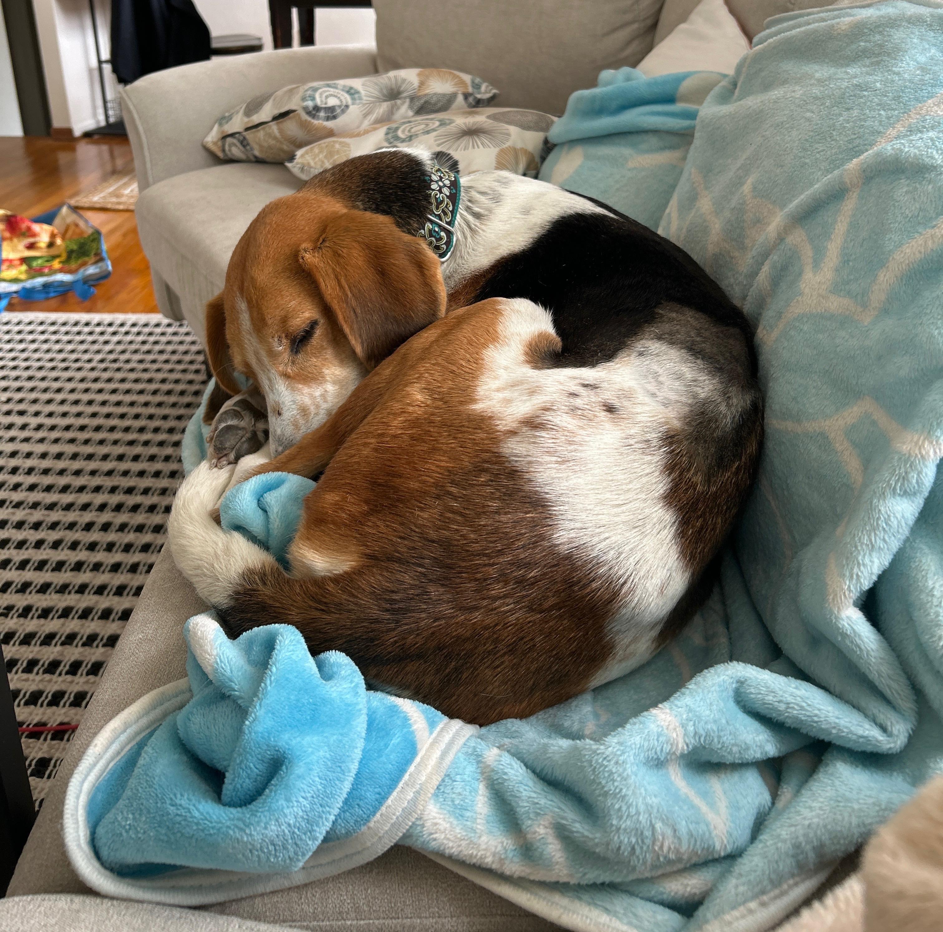 Enlarge All Olive Needs Is Someone to Choose Her, a Adoptable mixed breed in Burlington, VT image 2/6