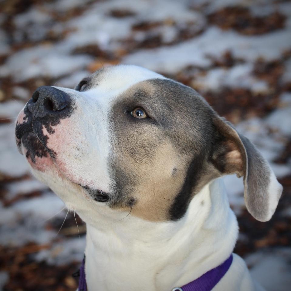 Enlarge Sunflower- My Fee Has Been Sponsored!, a Adoptable American Staffordshire Terrier in Briarcliff Manor, NY image 2/4