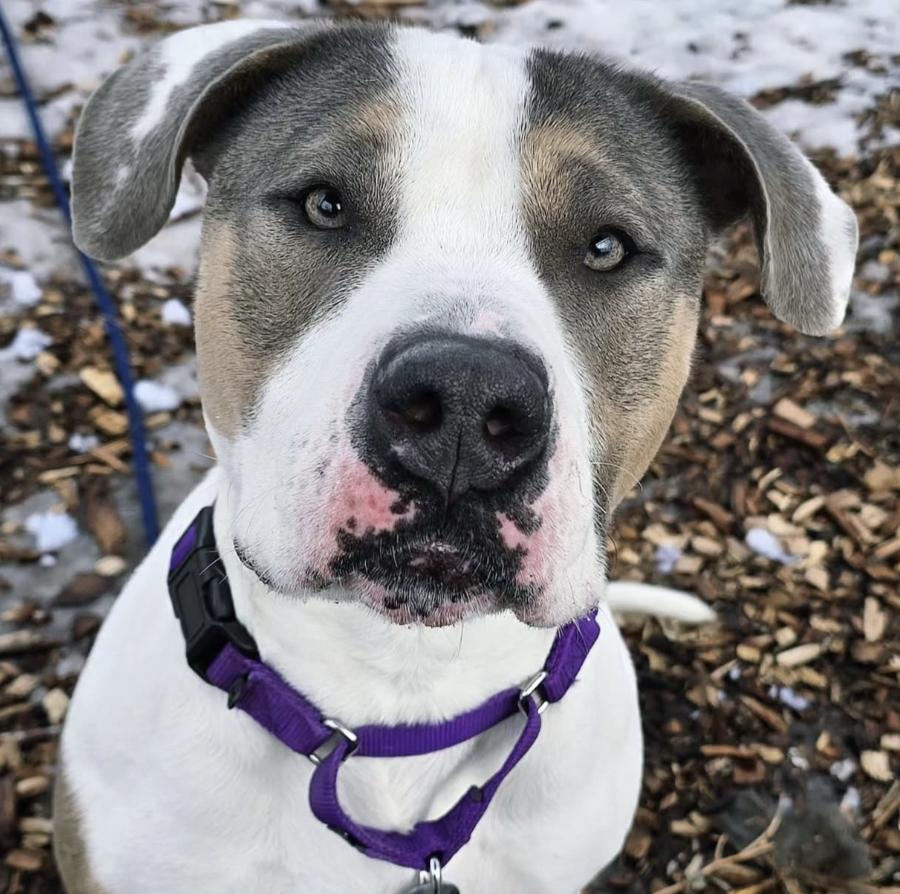 Enlarge Sunflower- My Fee Has Been Sponsored!, a Adoptable American Staffordshire Terrier in Briarcliff Manor, NY image 4/4