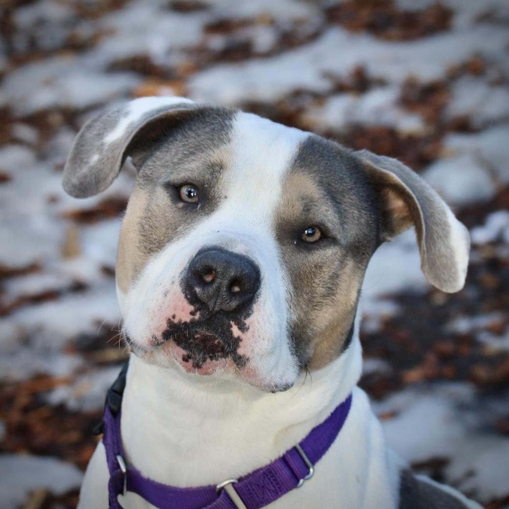 Enlarge Sunflower- My Fee Has Been Sponsored!, a Adoptable American Staffordshire Terrier in Briarcliff Manor, NY image 1/4