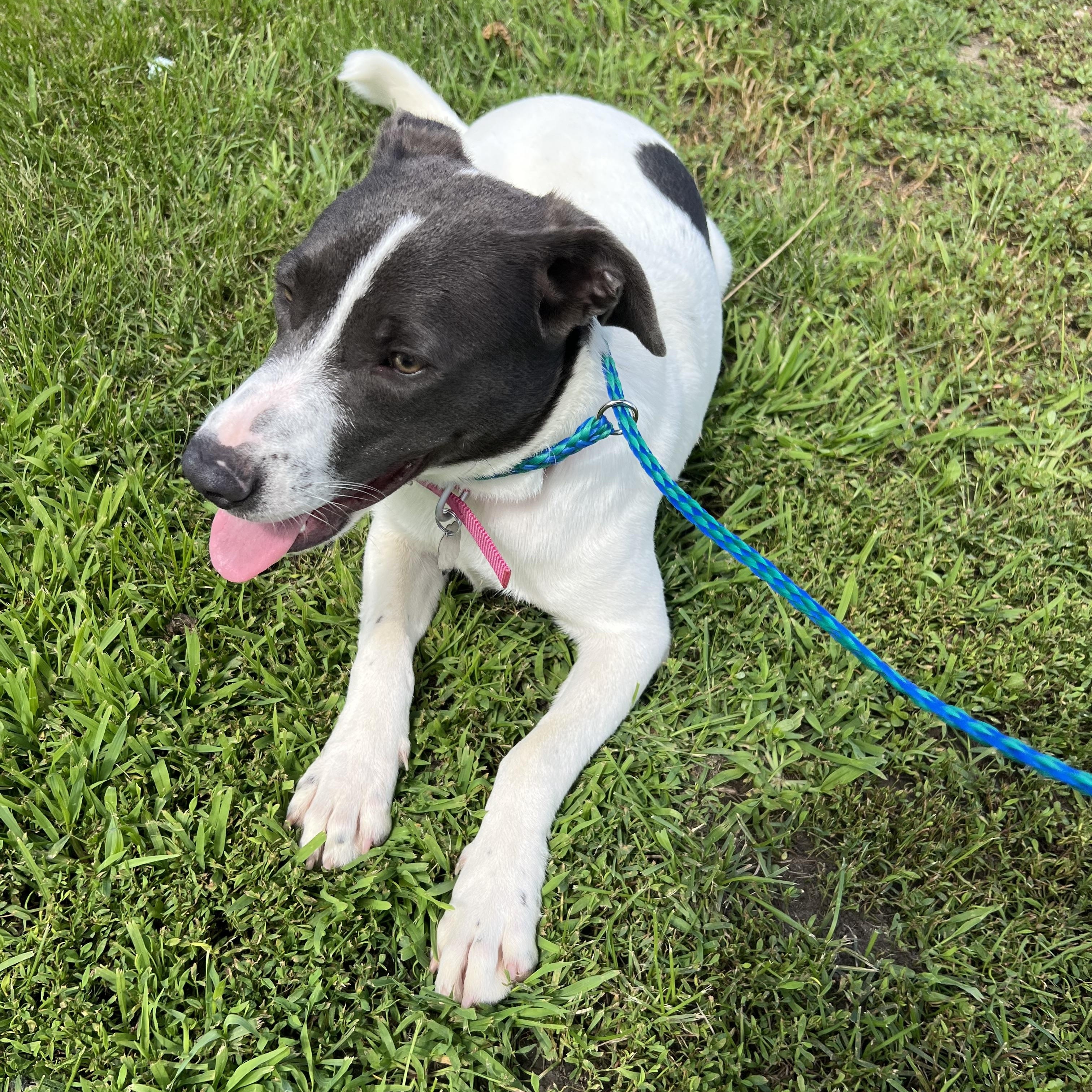 Enlarge Lily, a Adopted mixed breed in Blue Earth, MN image 1/4