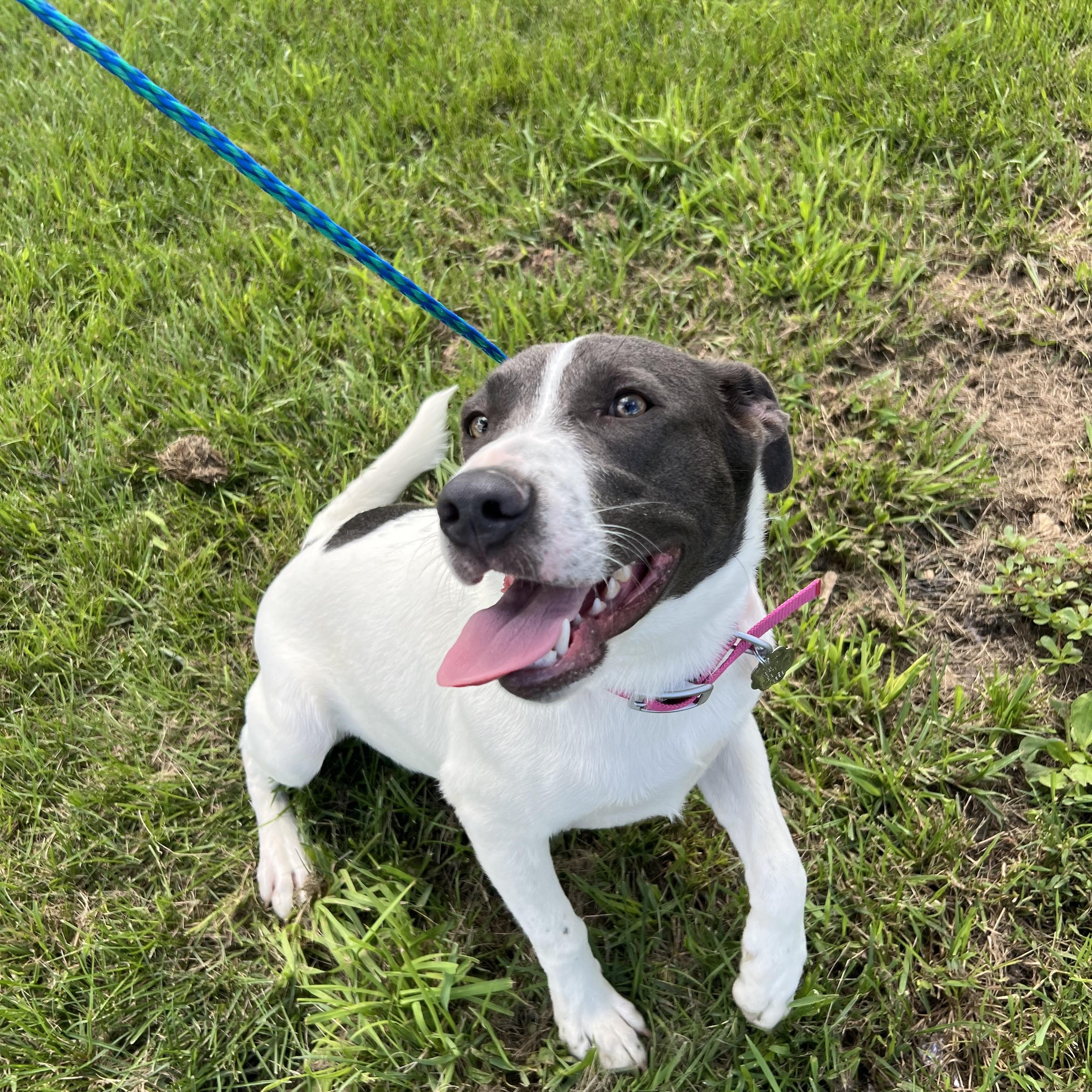 Enlarge Lily, a Adopted mixed breed in Blue Earth, MN image 2/4