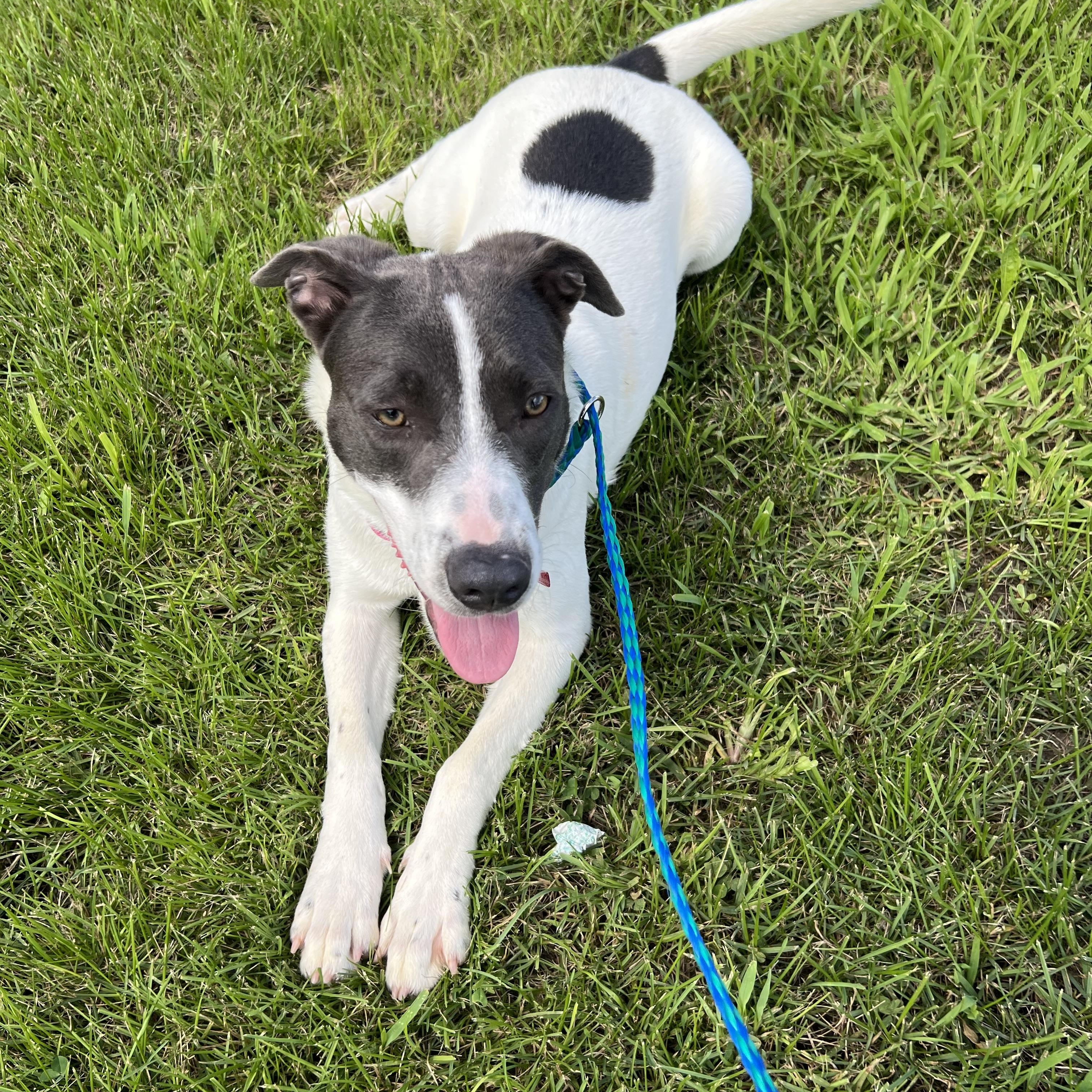 Enlarge Lily, a Adopted mixed breed in Blue Earth, MN image 3/4