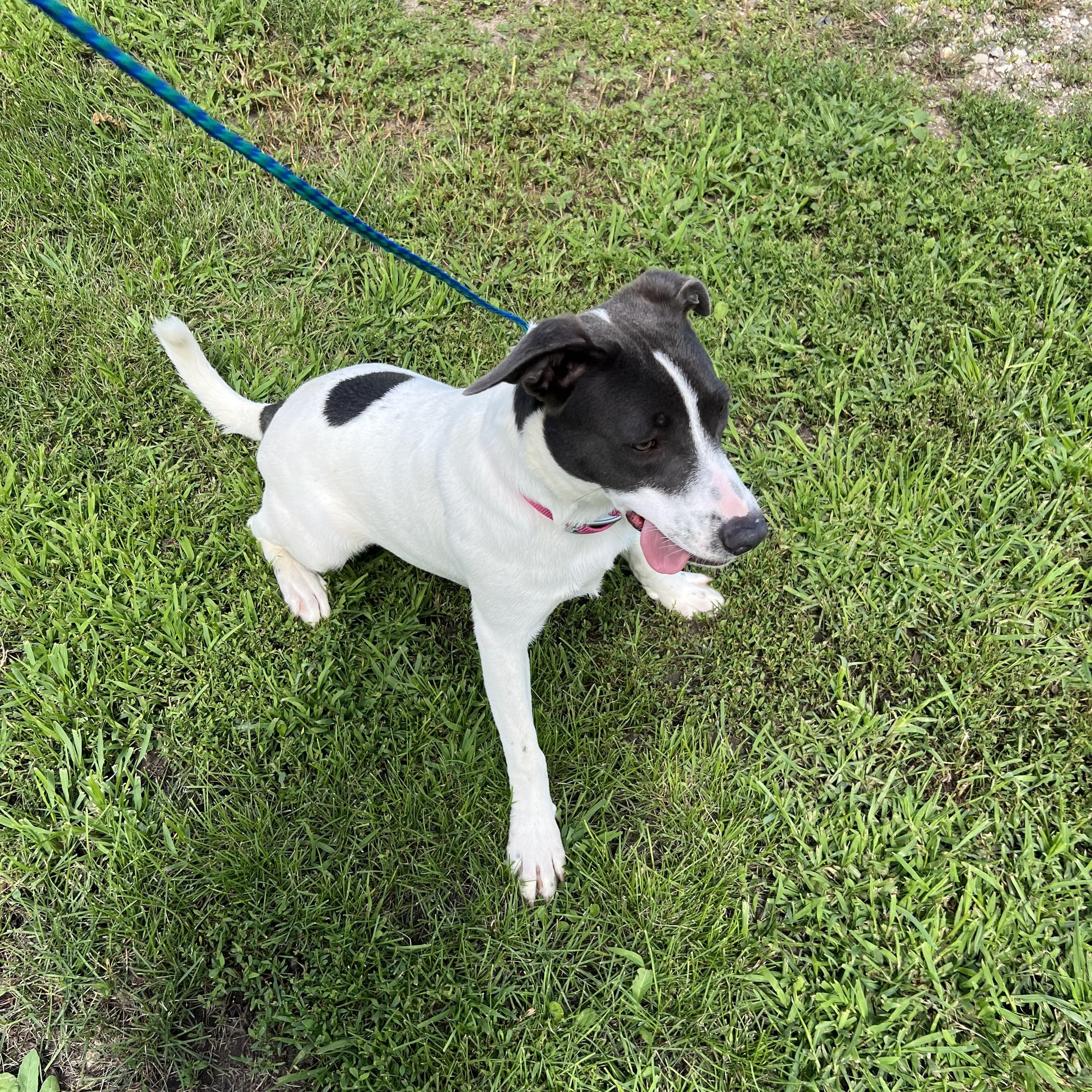 Enlarge Lily, a Adopted mixed breed in Blue Earth, MN image 4/4