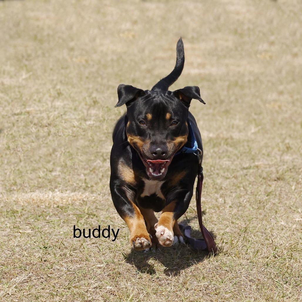 Enlarge Buddy, a Adoptable Mixed Breed in Lake Panasoffkee, FL image 2/6