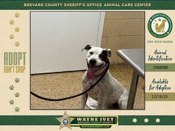 Dodge, Adoptable, Adult Female Mixed Breed.