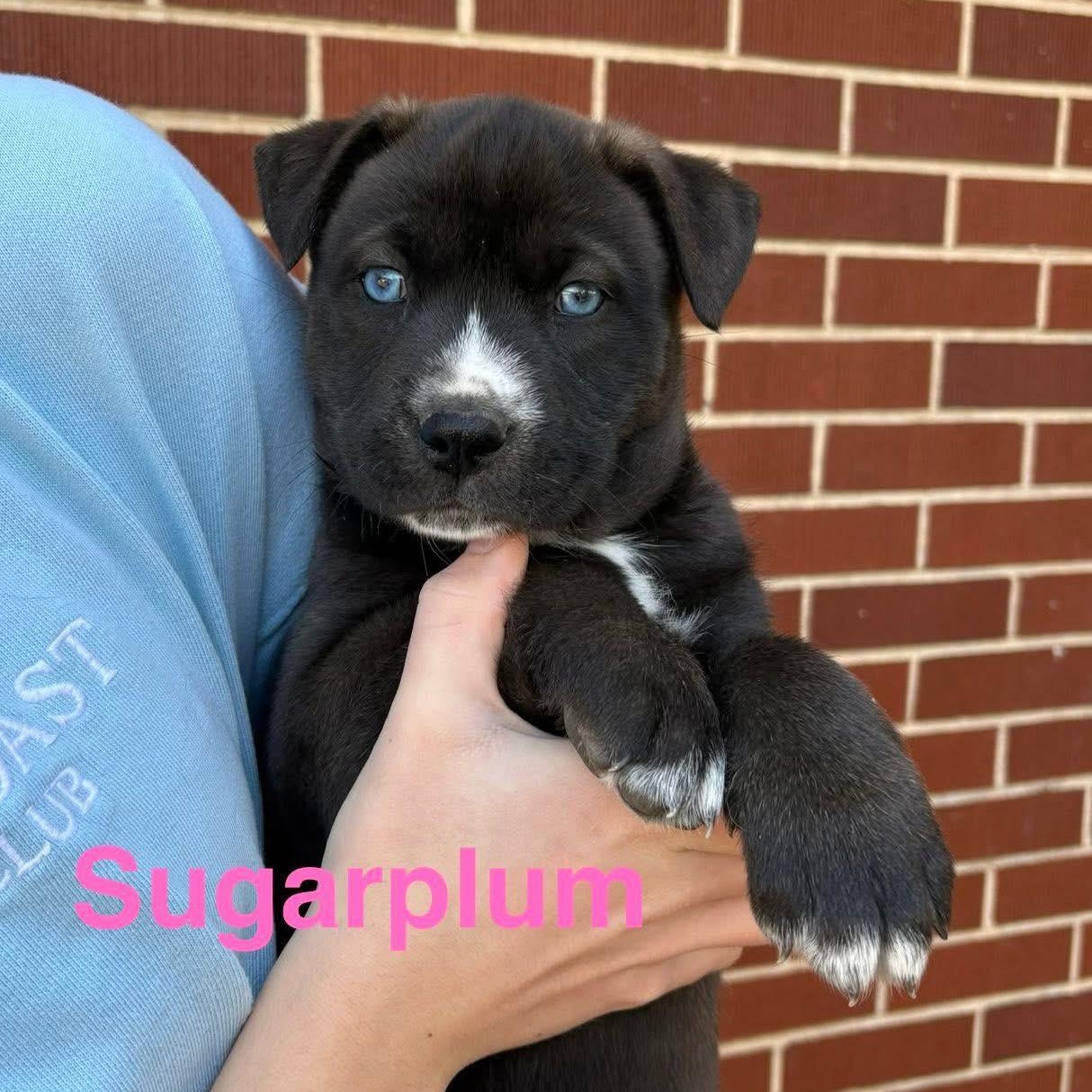Sugarplum, adopted, Puppy Female Labrador Retriever & Husky.