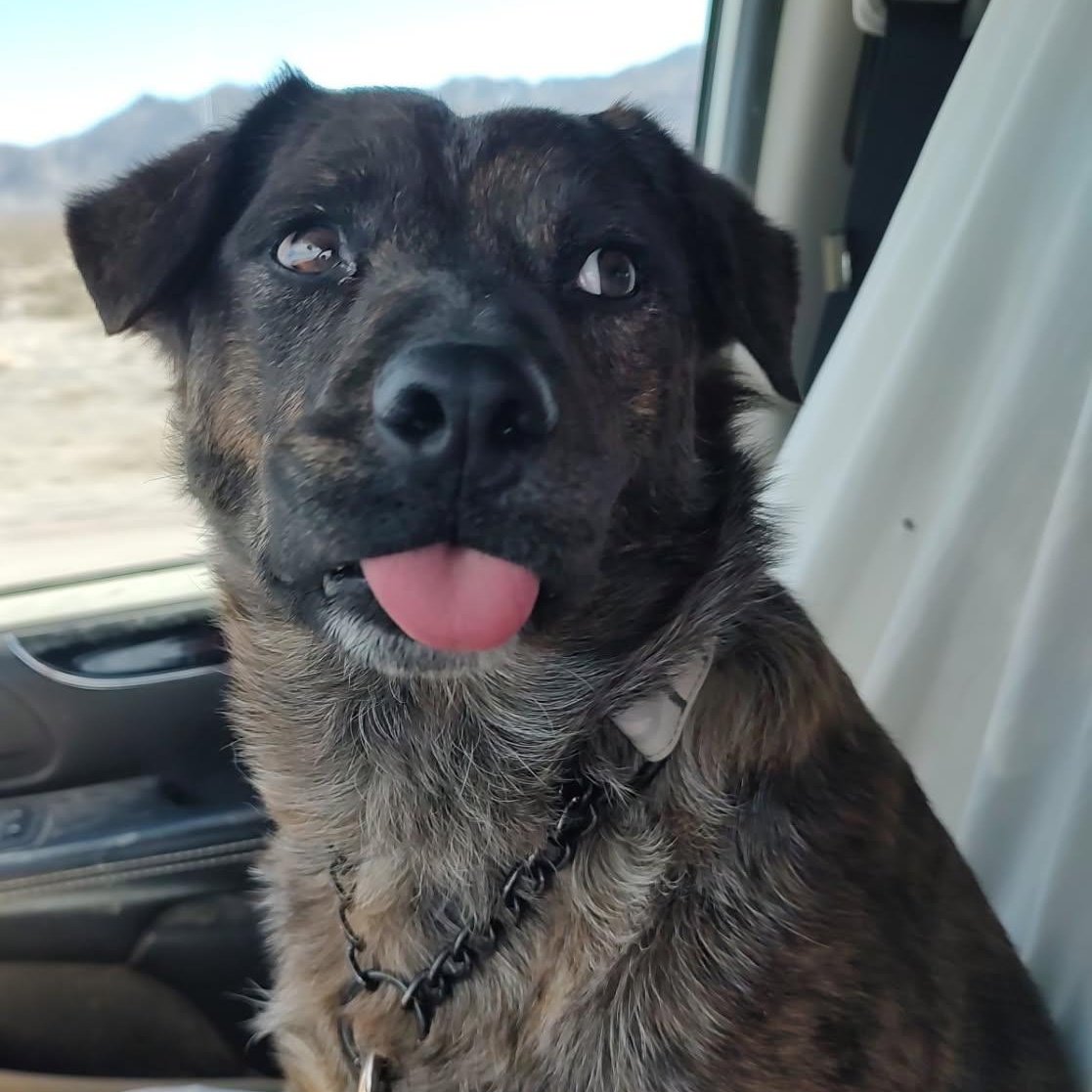 Zeke, Adoptable, Adult Male Cattle Dog.