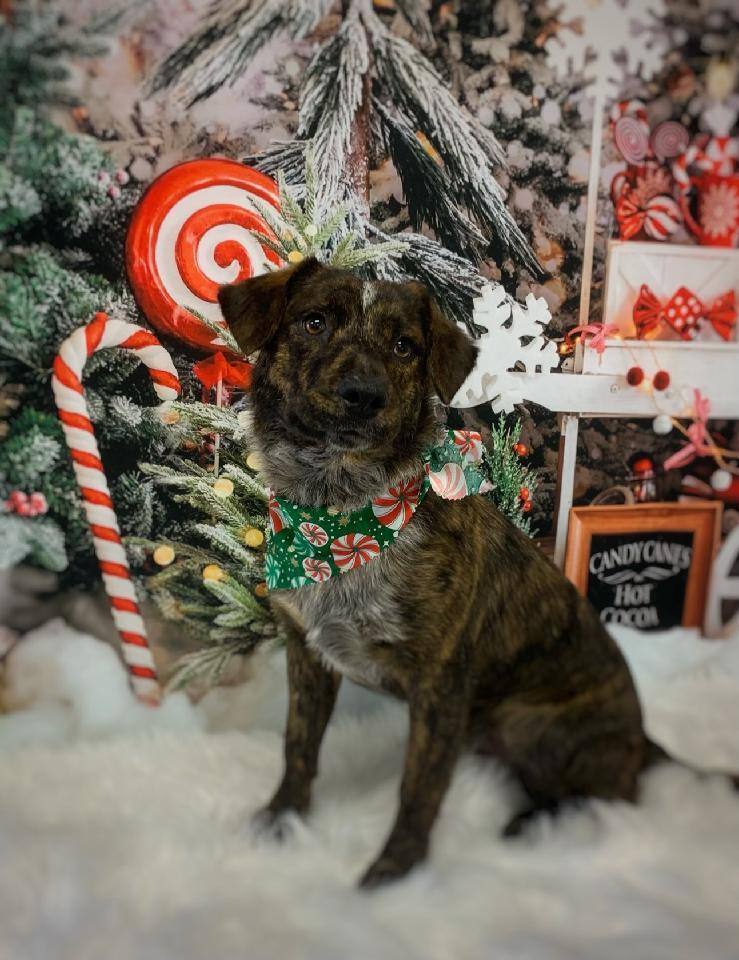 Zeke, a Adoptable mixed breed in Henderson, NV image 4/5