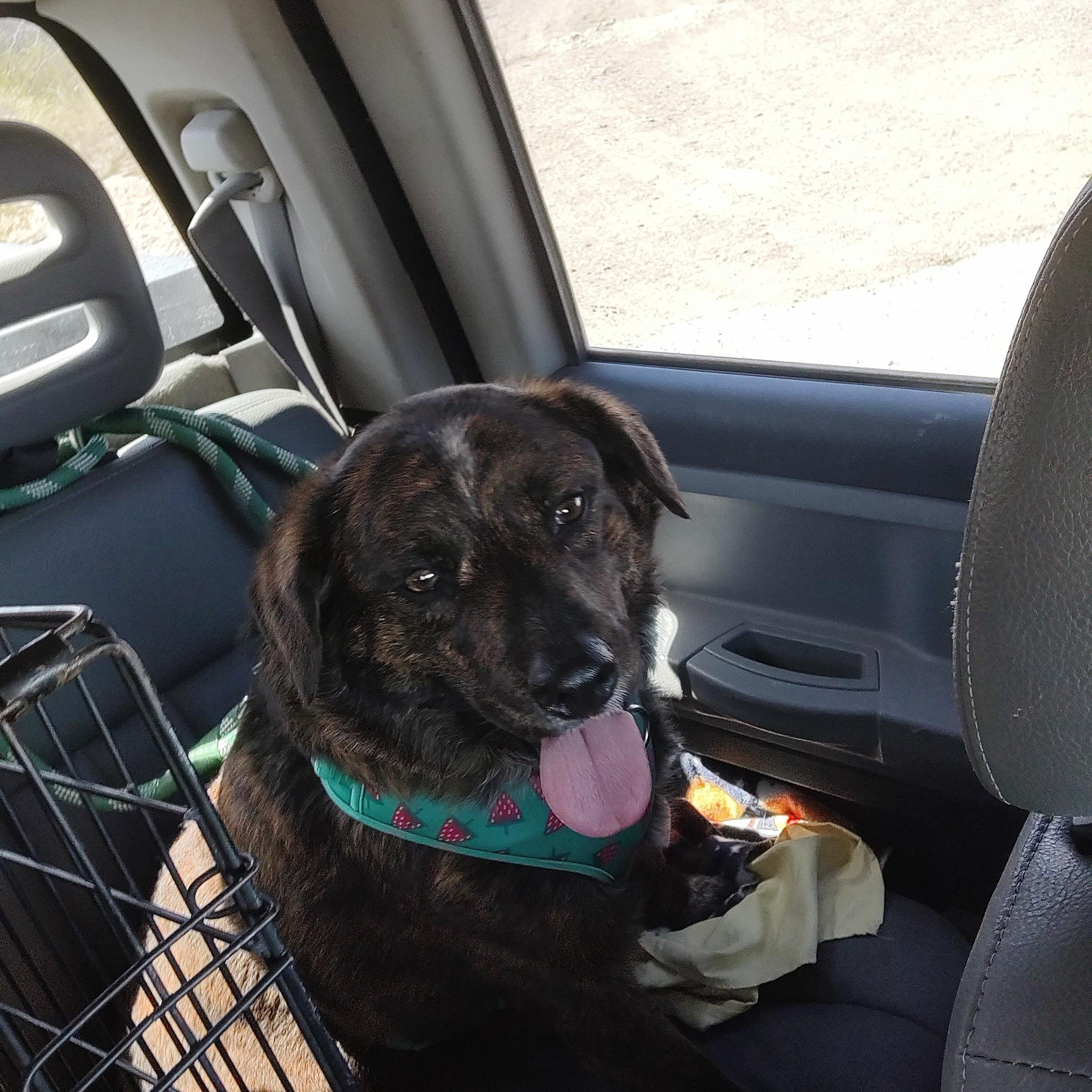 Zeke, a Adoptable mixed breed in Henderson, NV image 2/5