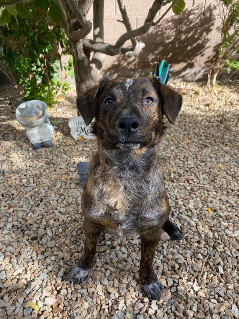 Zeke, a Adoptable mixed breed in Henderson, NV image 5/5