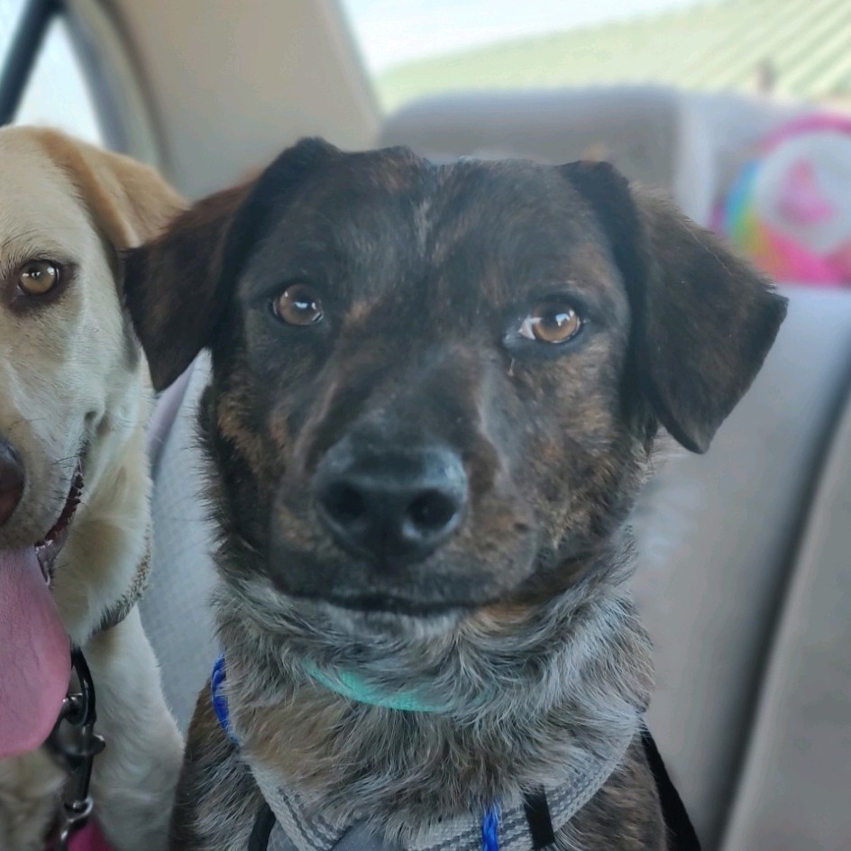 Zeke, a Adoptable mixed breed in Henderson, NV image 3/5