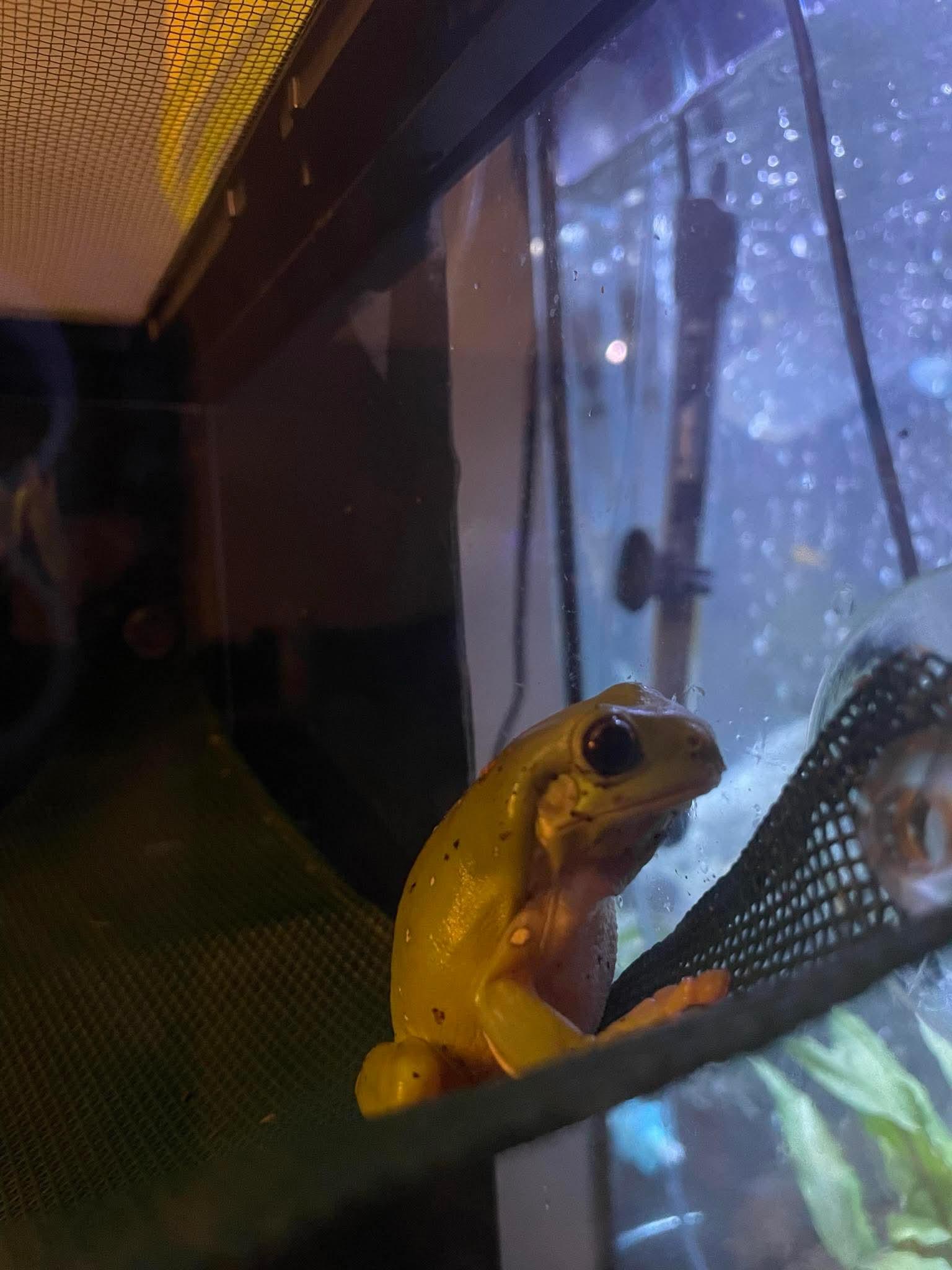 Enlarge Crosby, Stills, Nash - 3 White Tree Frogs, an adopted Tree Frog in JACKSON, NJ image 2/3