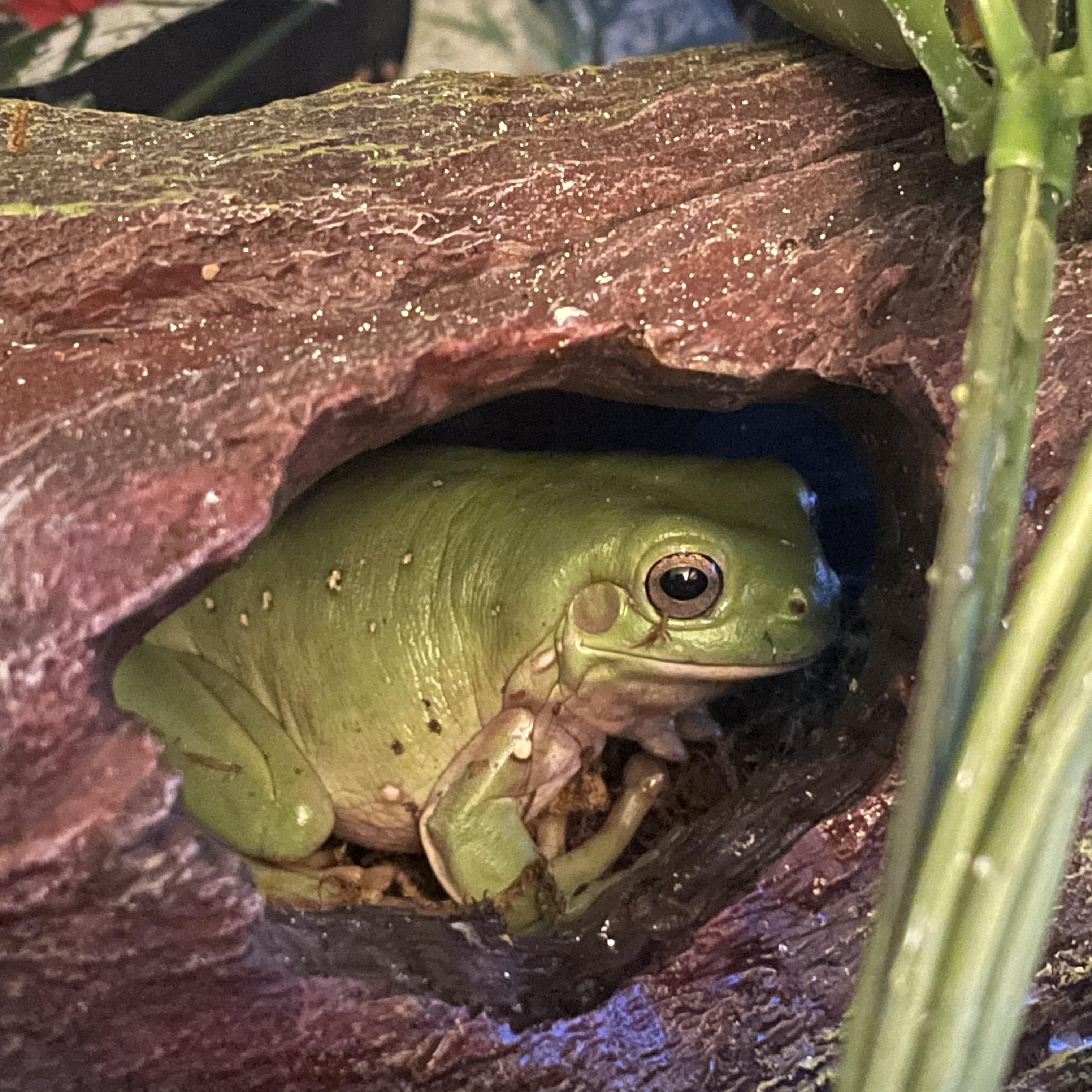 Enlarge Crosby, Stills, Nash - 3 White Tree Frogs, an adopted Tree Frog in JACKSON, NJ image 1/3