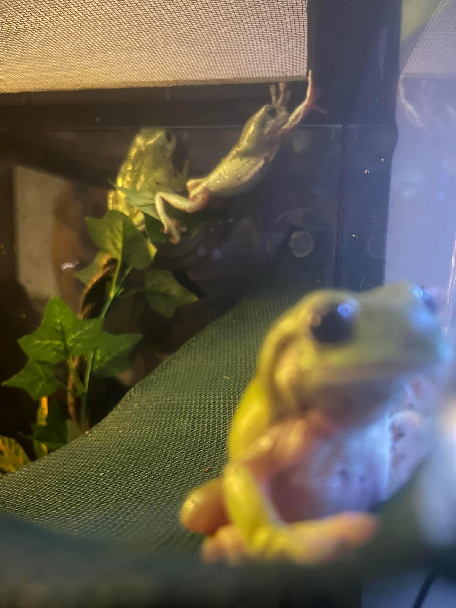 Enlarge Crosby, Stills, Nash - 3 White Tree Frogs, an adopted Tree Frog in JACKSON, NJ image 3/3