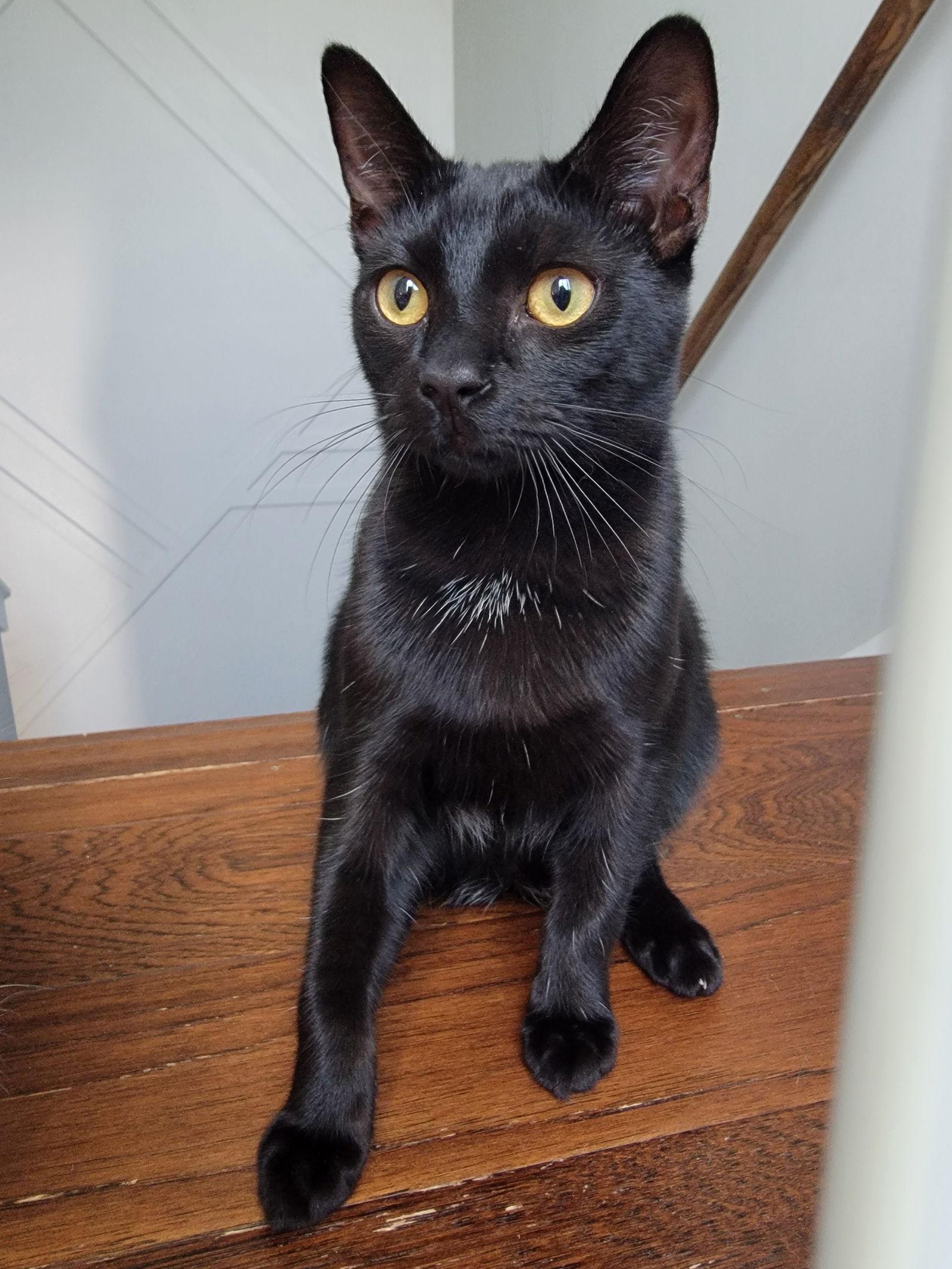 Boba, Adoptable, Kitten Male Domestic Short Hair.